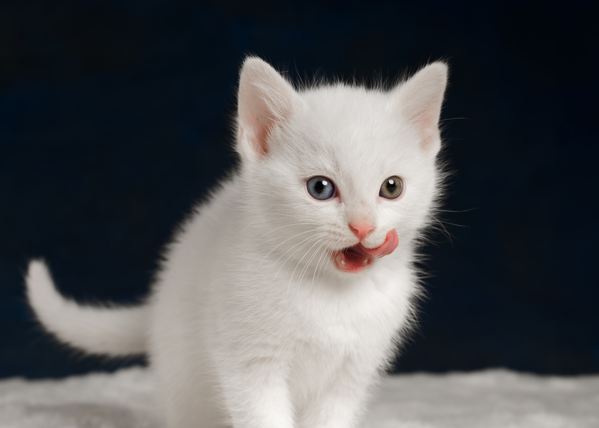 Сибирская кошка белая короткошерстная