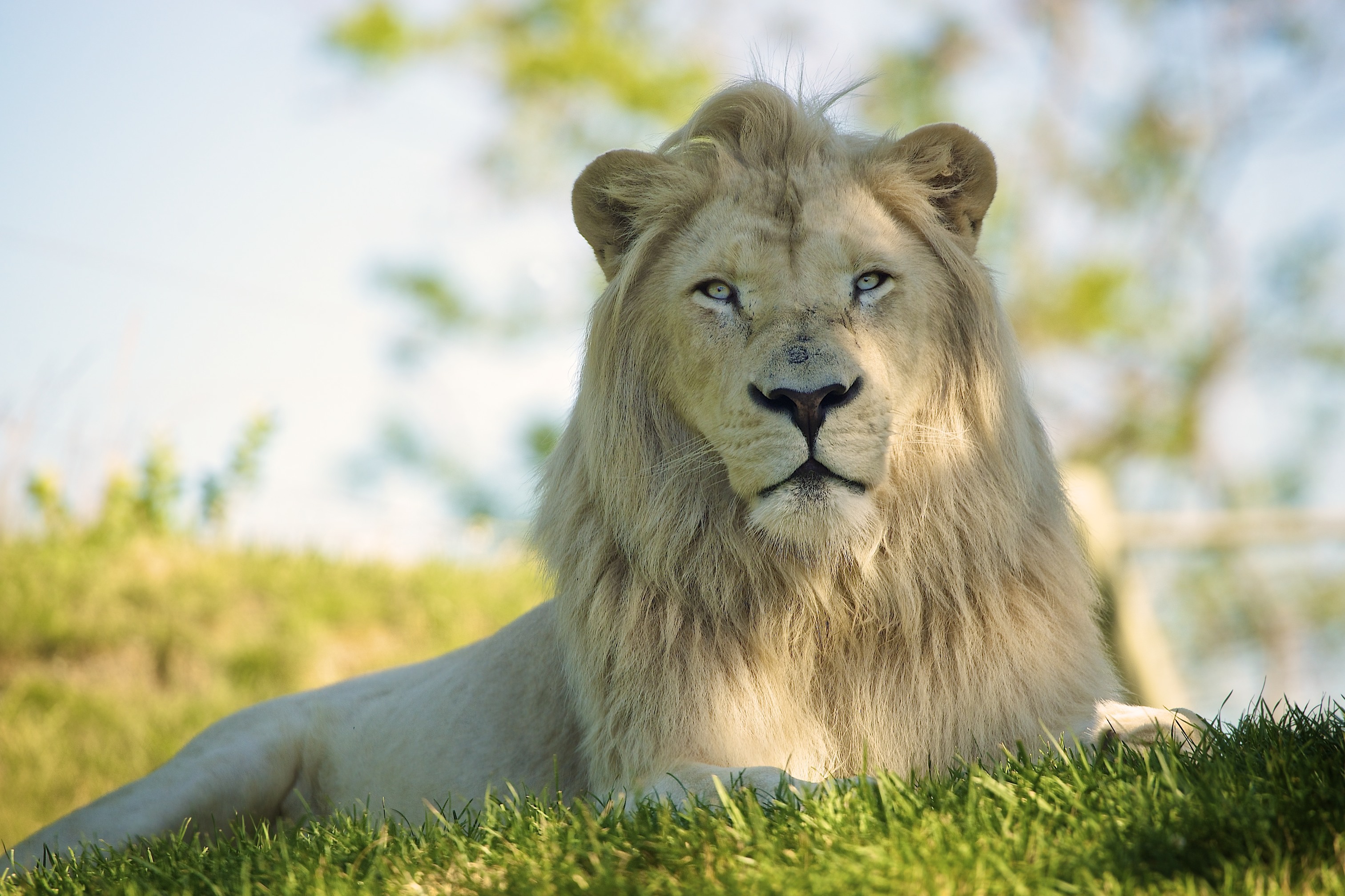 белый лев фото животного