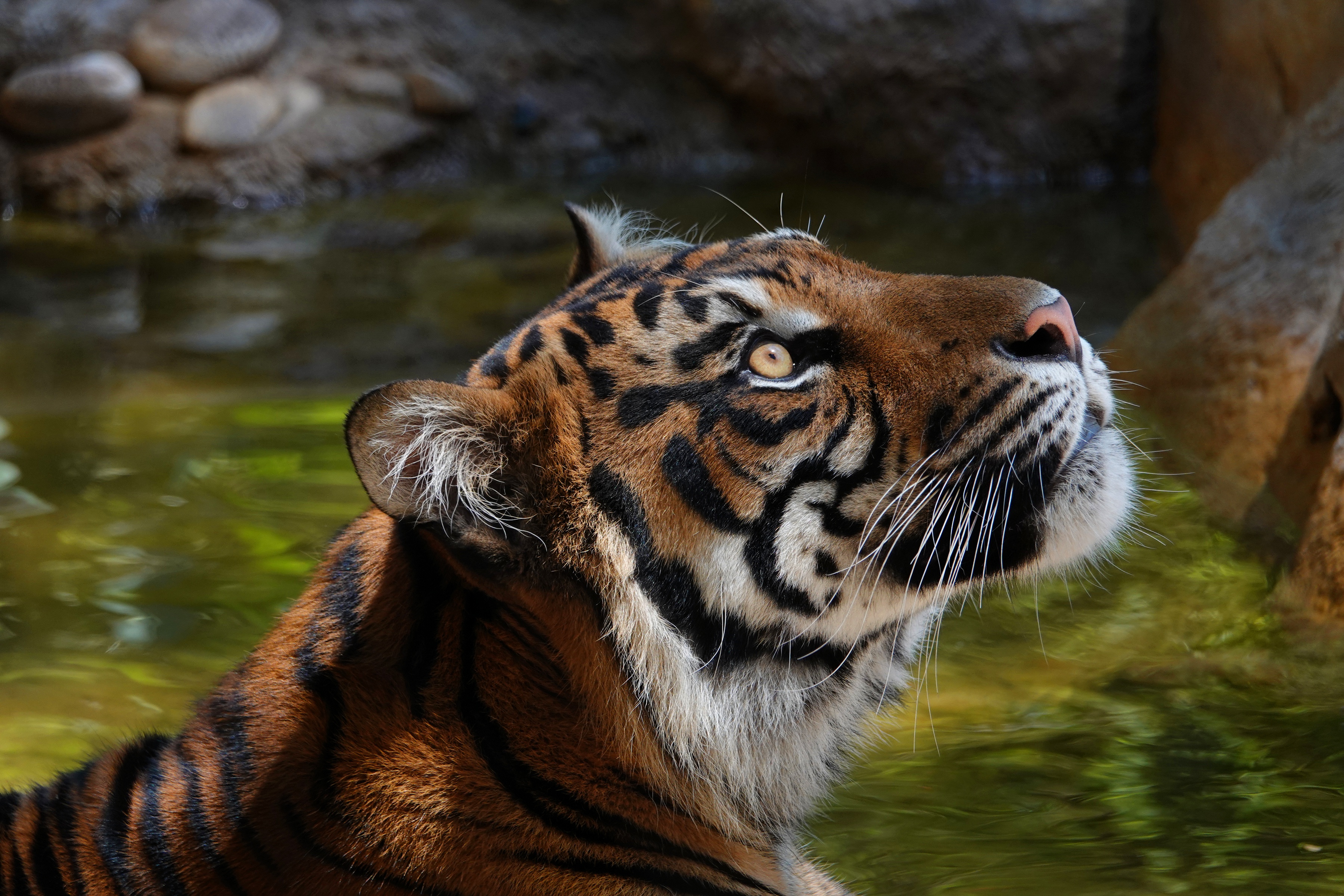 Суматранский тигр у воды