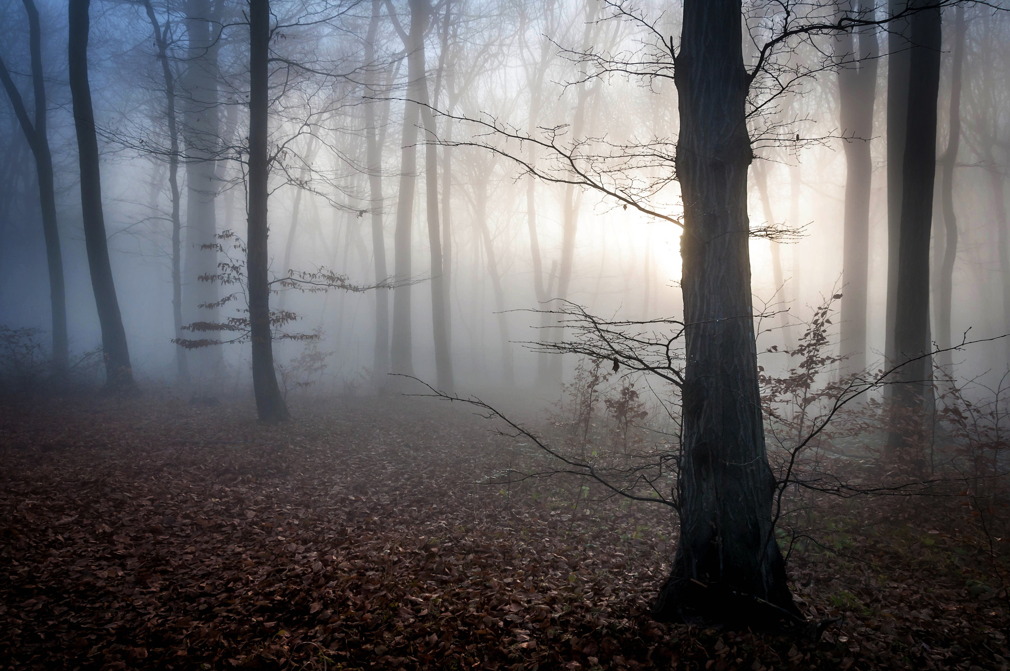 Скачати мобільні шпалери Туман, Природа, Дерева, Угорщина, Осінь безкоштовно.