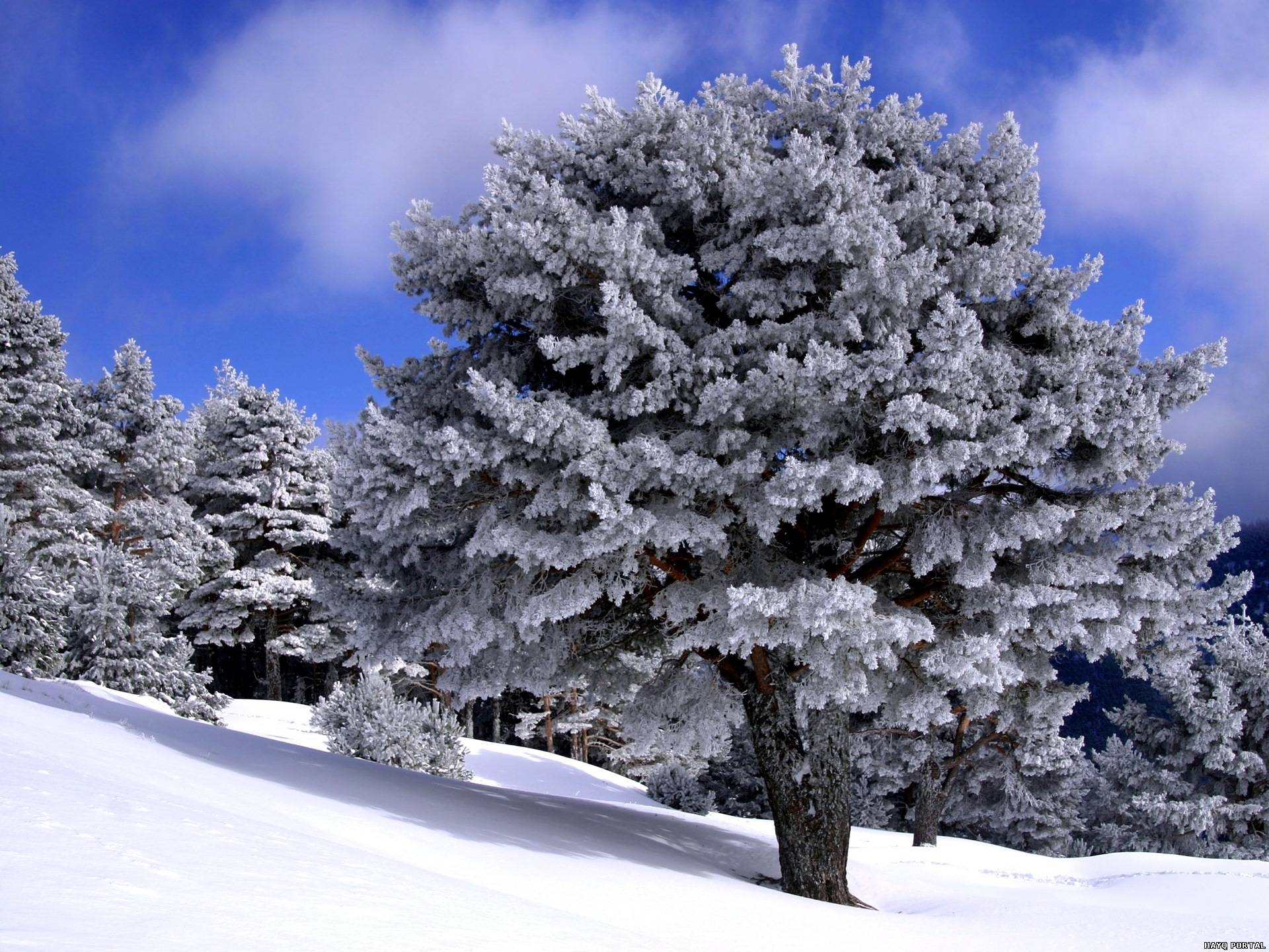137779 Hintergrundbild herunterladen natur, bäume, schnee, steigung, abstammung, abstieg - Bildschirmschoner und Bilder kostenlos