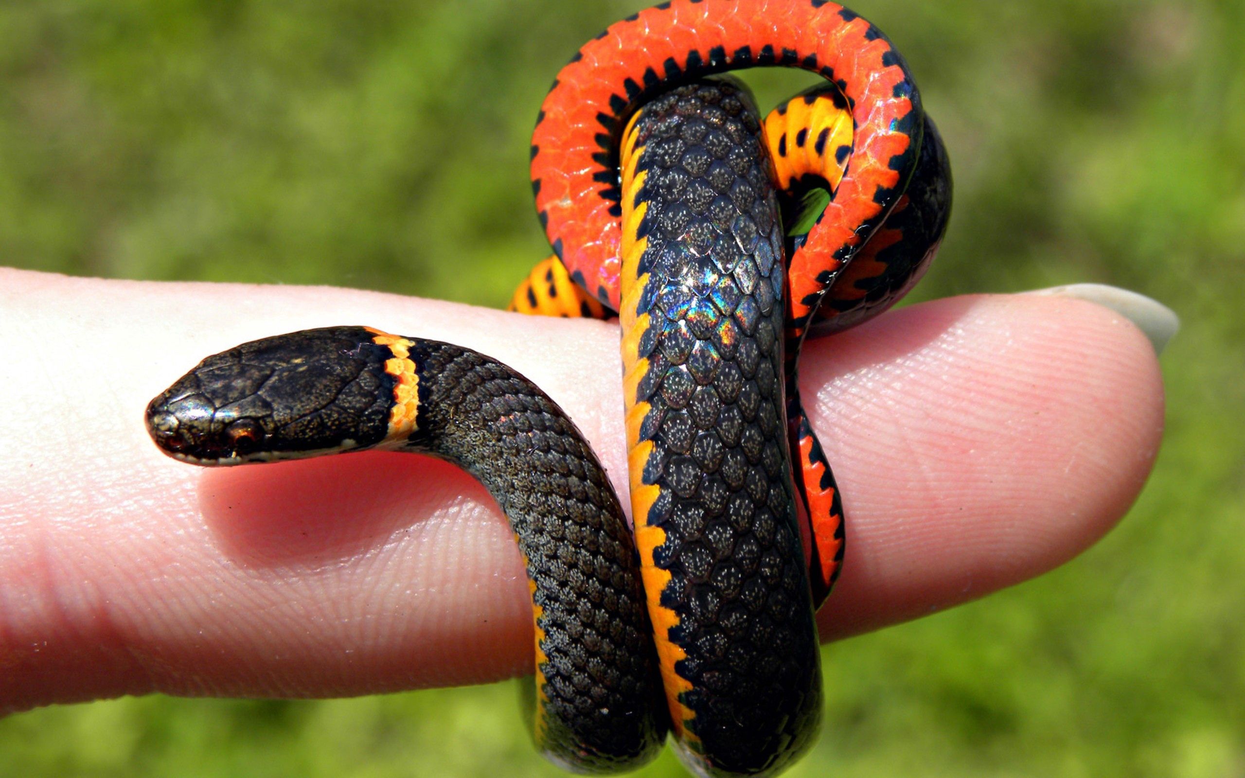 無料モバイル壁紙動物, 小さい, 指, 蛇, ヘビをダウンロードします。