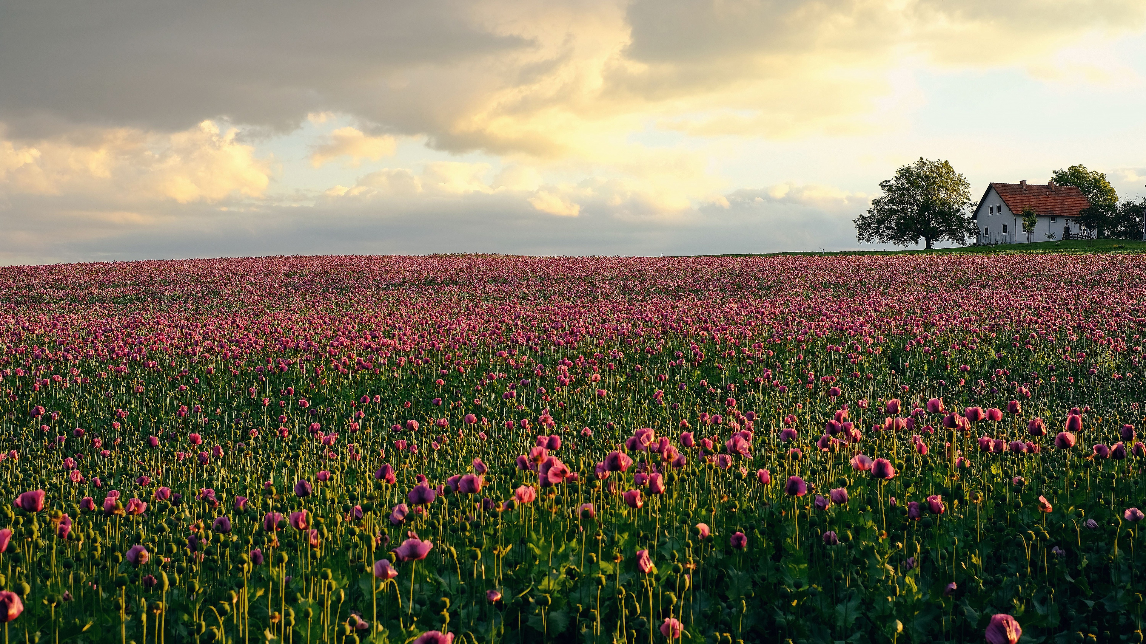 photography, landscape, house, pink flower, plantation, tulip