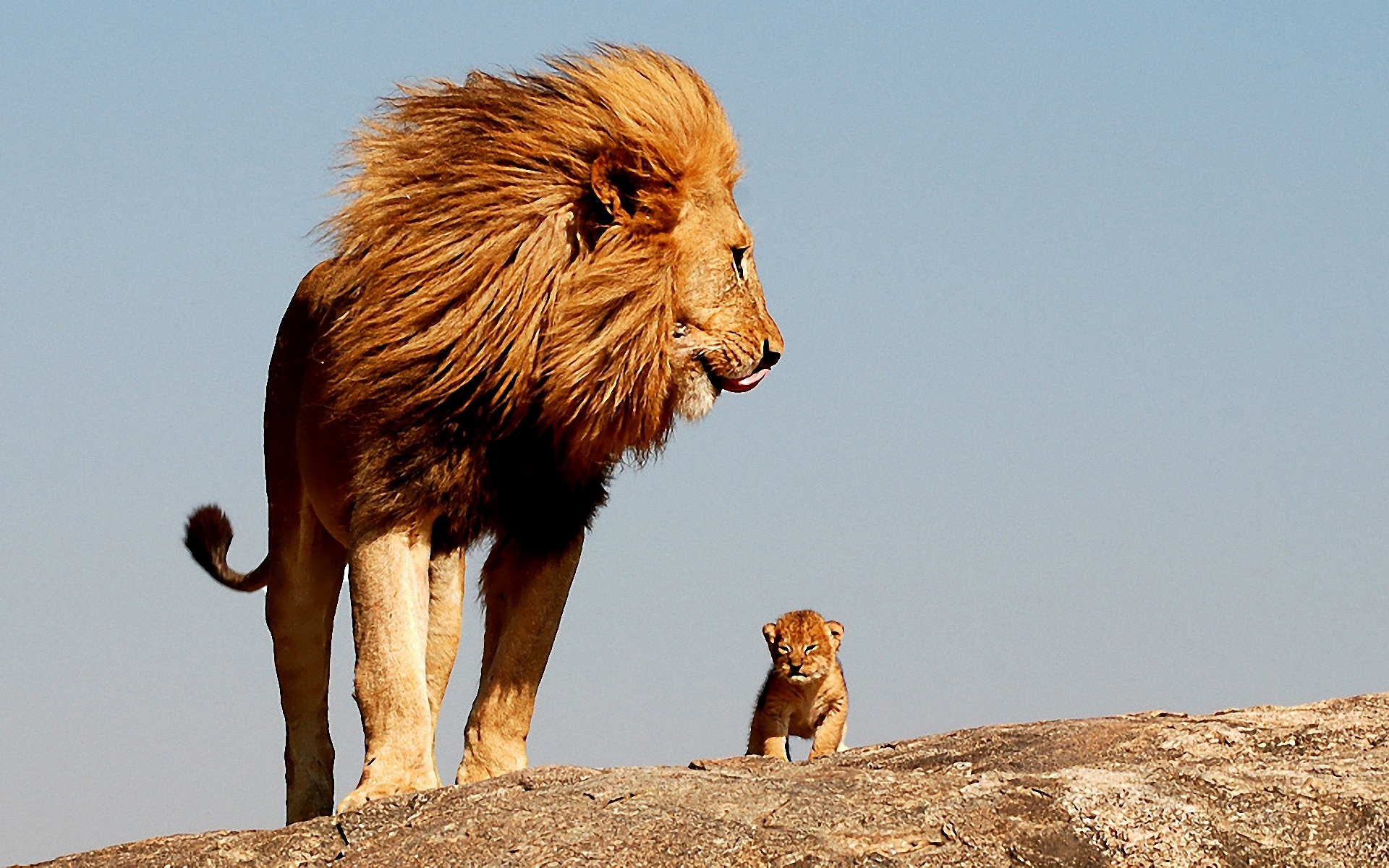 animal, lion, baby animal, cub, cats 1080p
