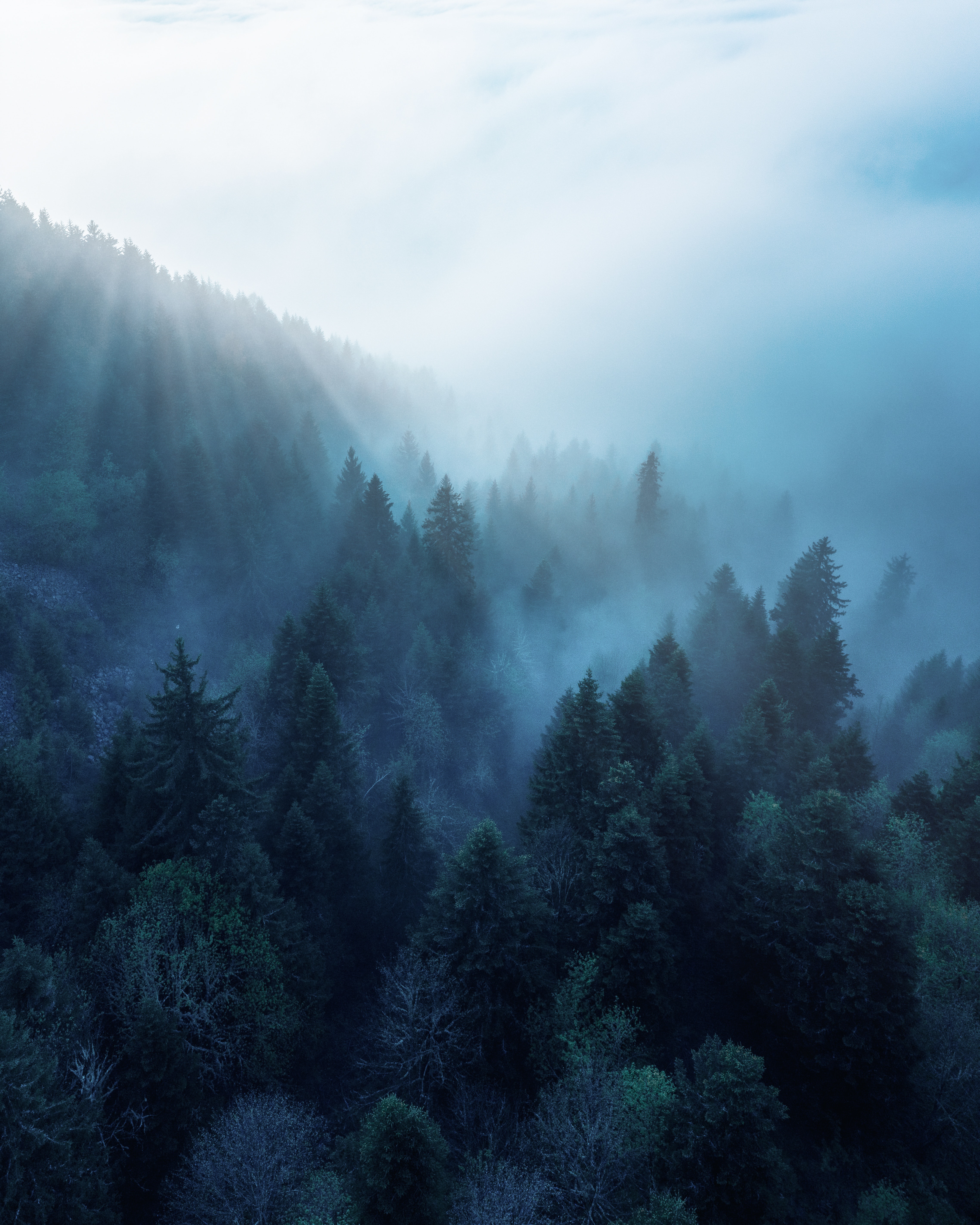 forest, fog, trees, rays, nature, beams HD wallpaper