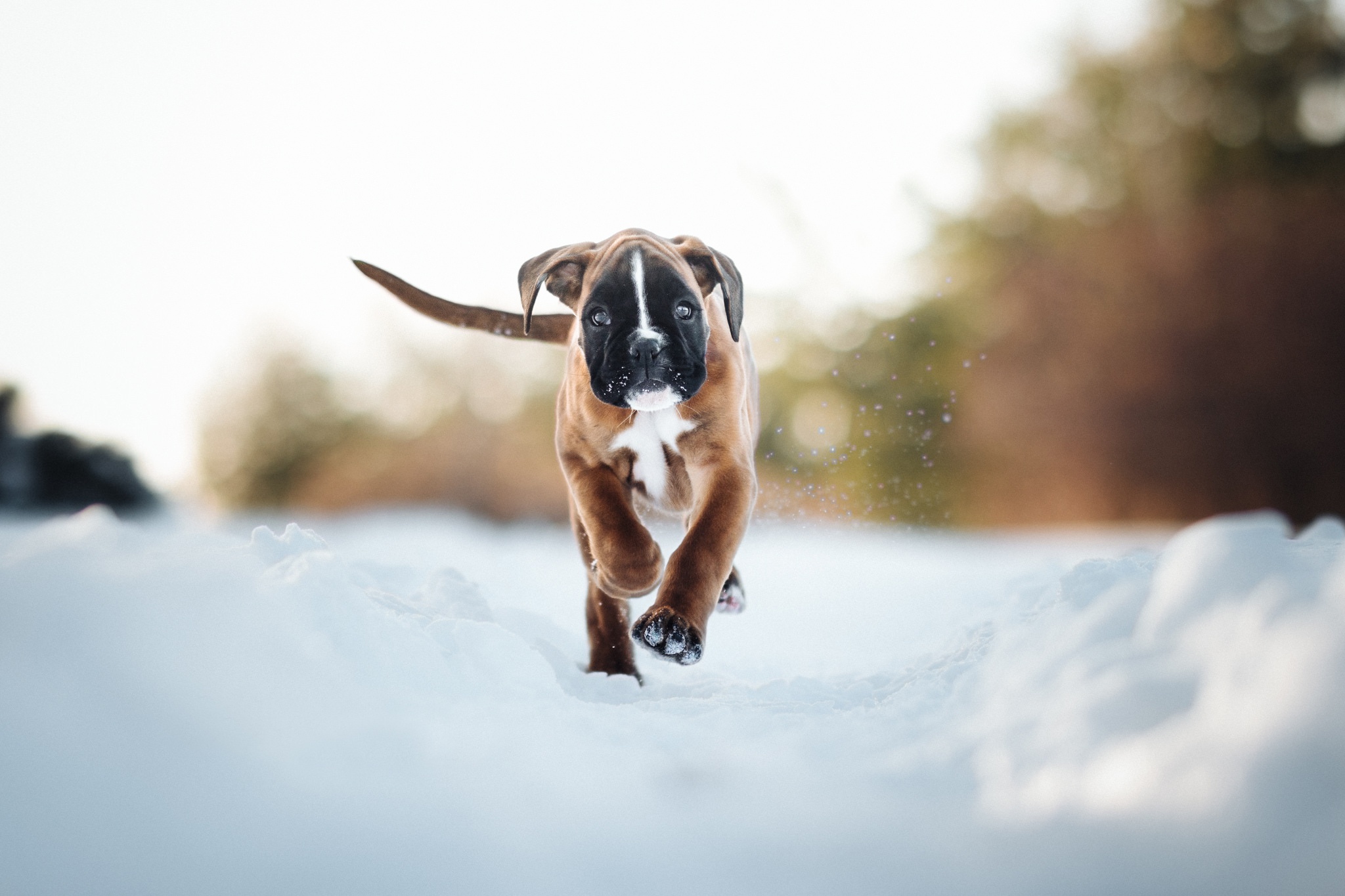 animal, boxer, boxer (dog), dog, puppy, snow, winter, dogs
