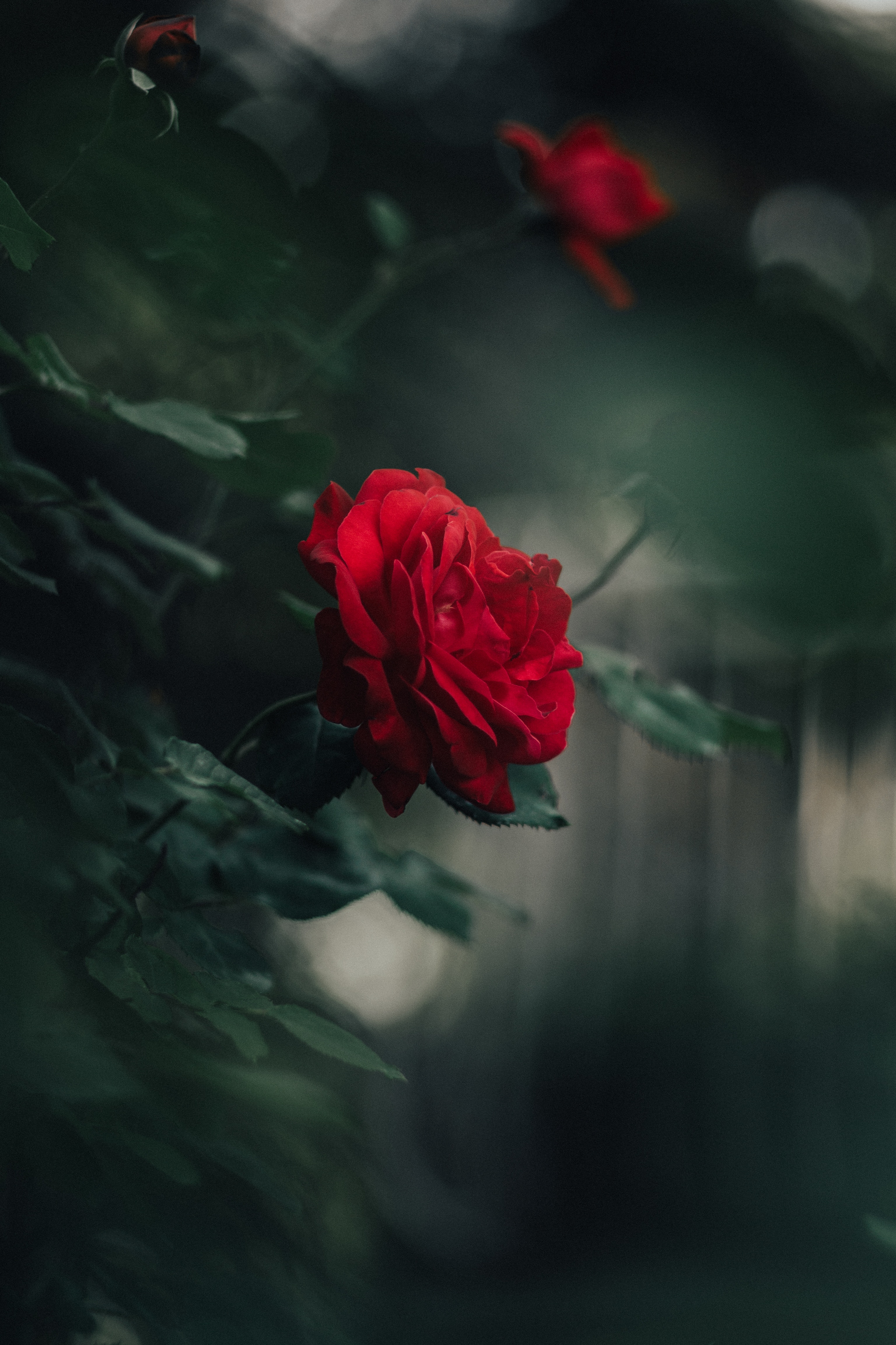 smooth, blur, rose flower, petals, flowers, red, rose, bud QHD