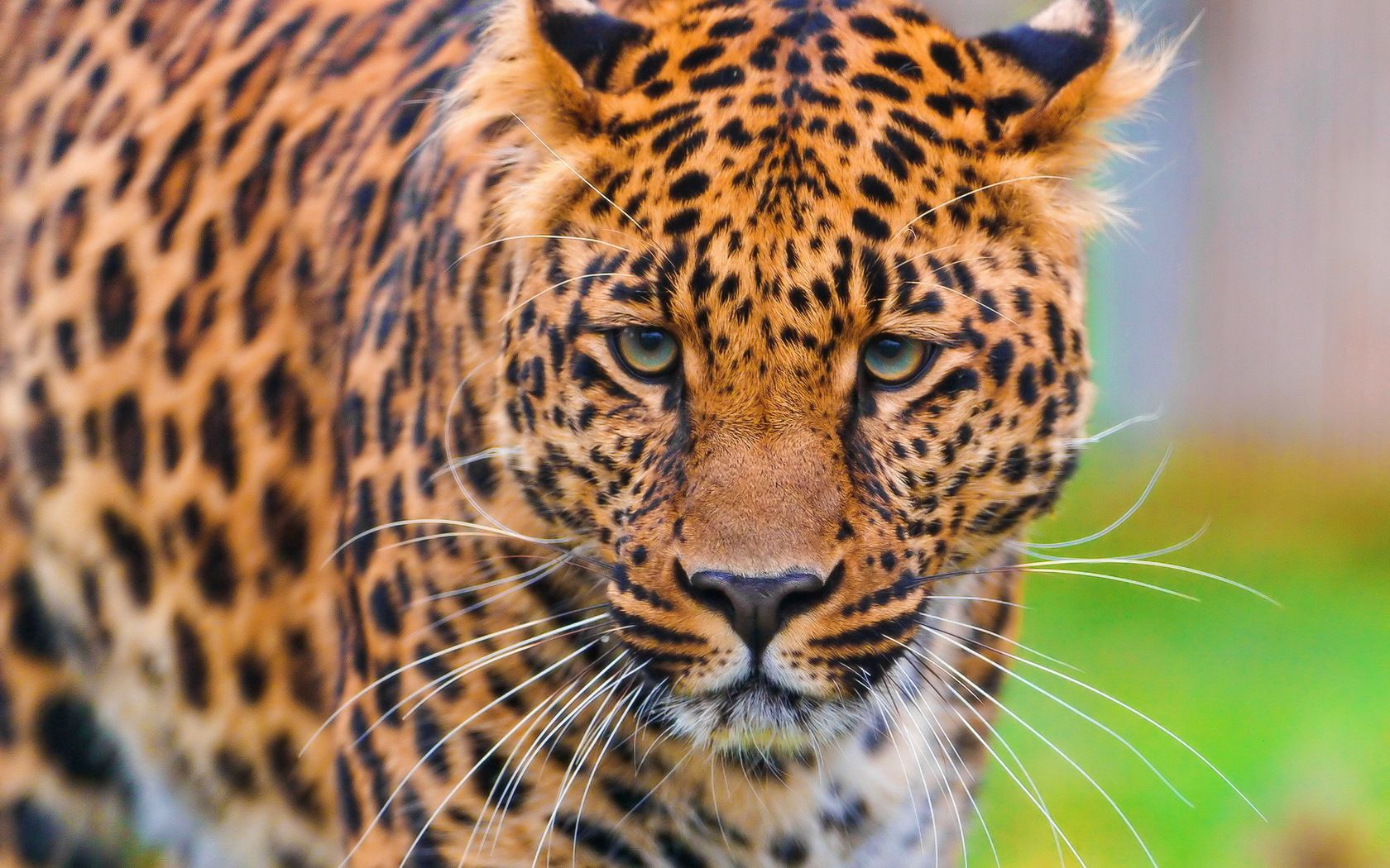 Handy-Wallpaper Leopard, Schnauze, Raubtier, Big Cat, Grass, Predator, Tiere, Große Katze kostenlos herunterladen.