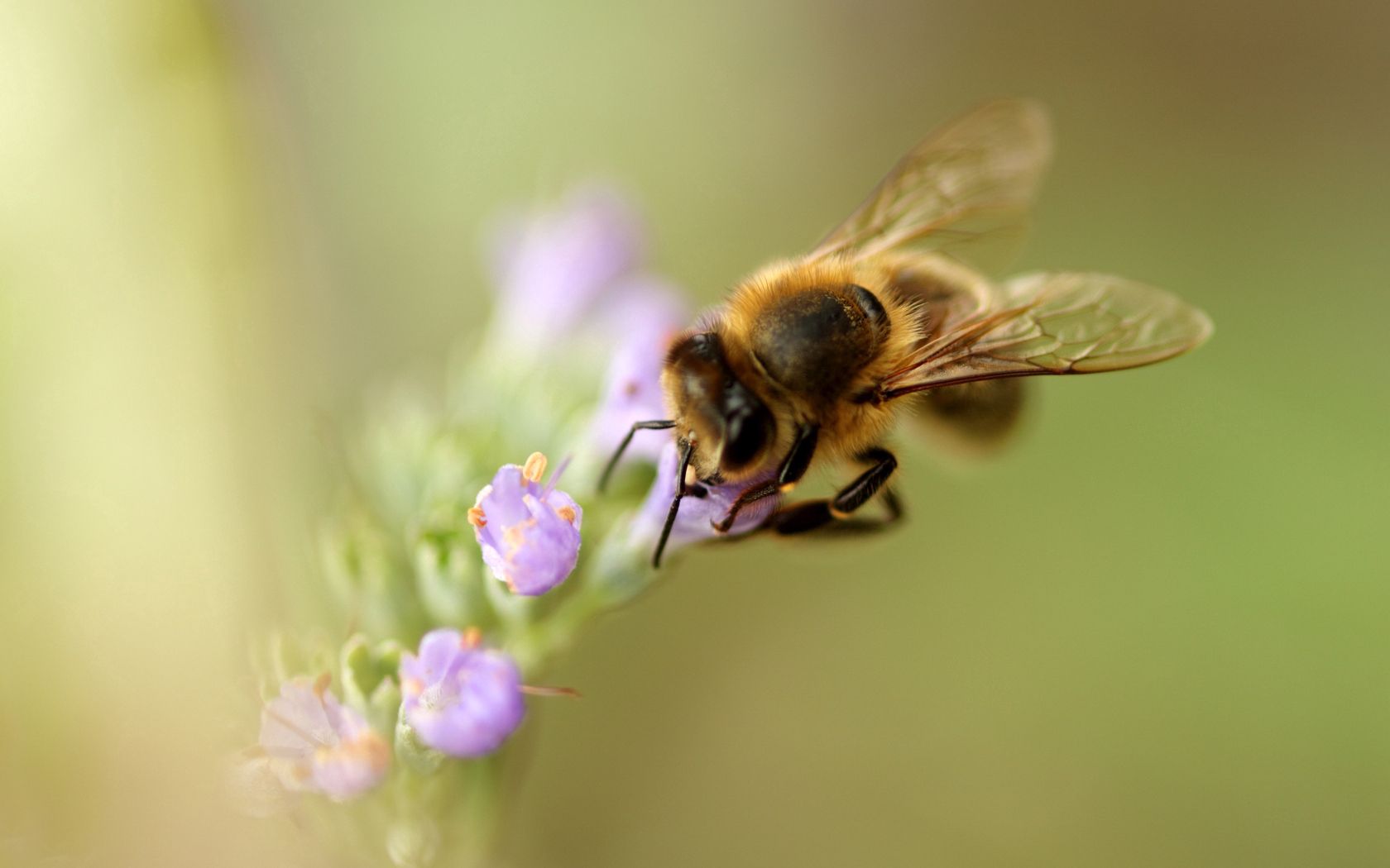 120126 скачать картинку цветок, макро, пчела, опыление - обои и заставки бесплатно