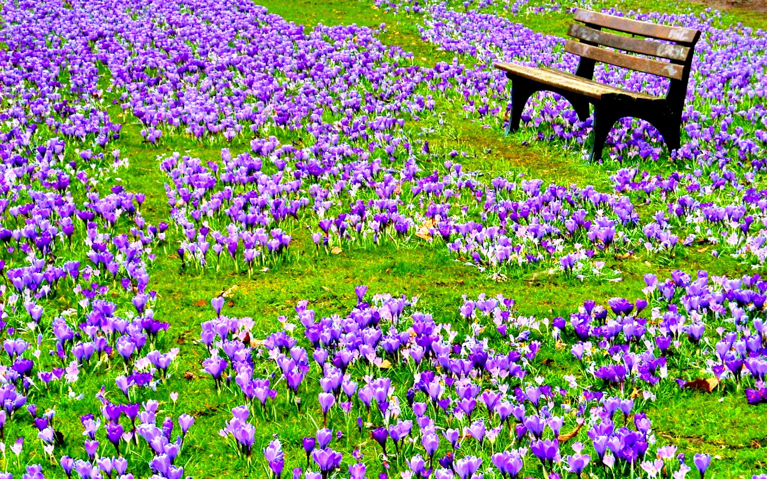 743749 скачать обои весна, парк, земля/природа, скамейка, крокус, цветок, фиолетовый цветок - заставки и картинки бесплатно