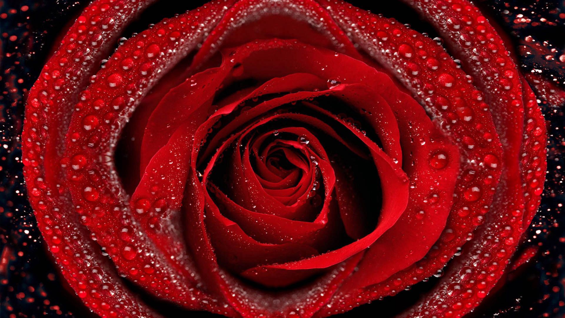 drops, rose flower, flower, macro, rose, petals Full HD