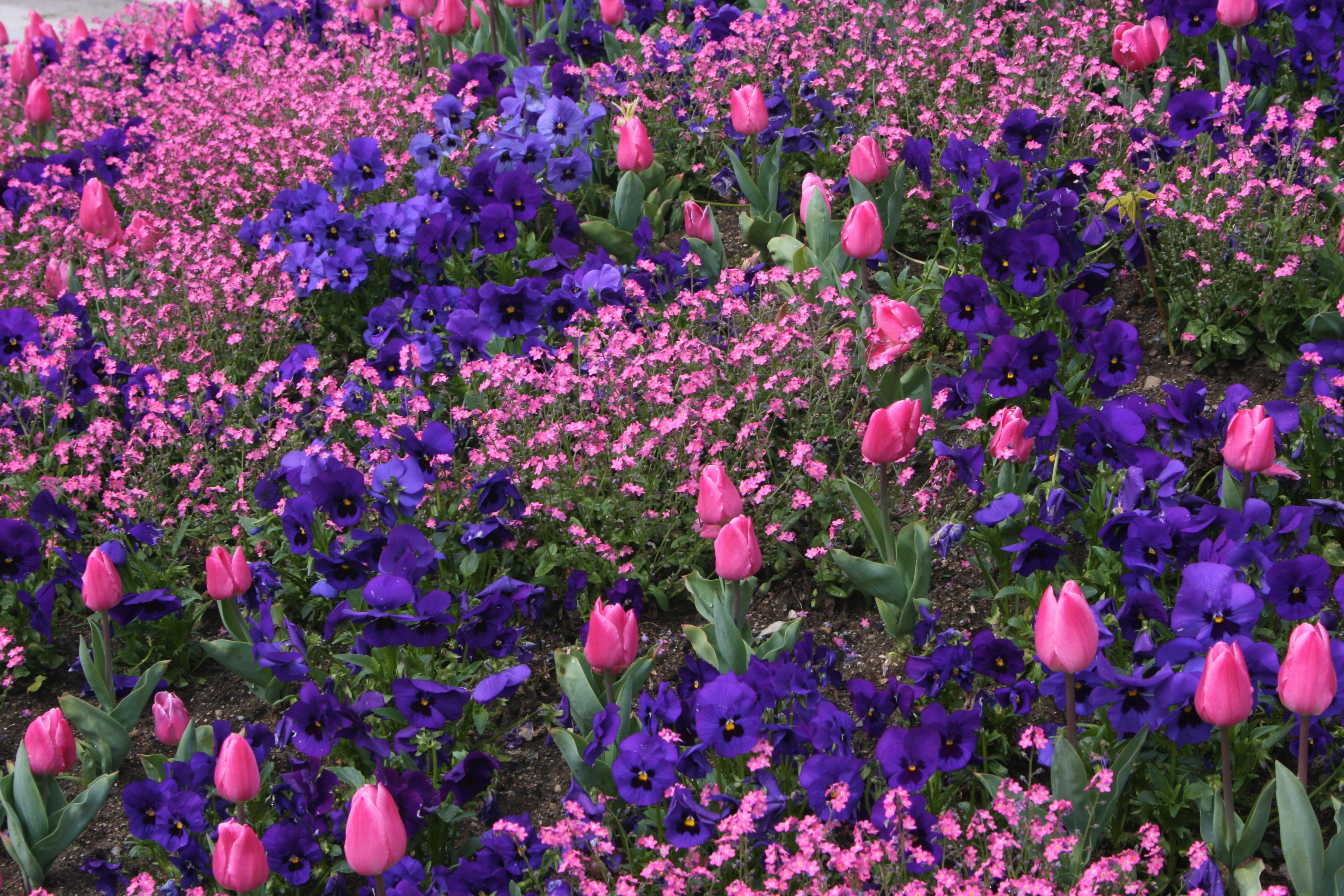 416016 descargar fondo de pantalla tierra/naturaleza, flor, pensamiento, flor rosa, flor purpura, tulipán, flores: protectores de pantalla e imágenes gratis