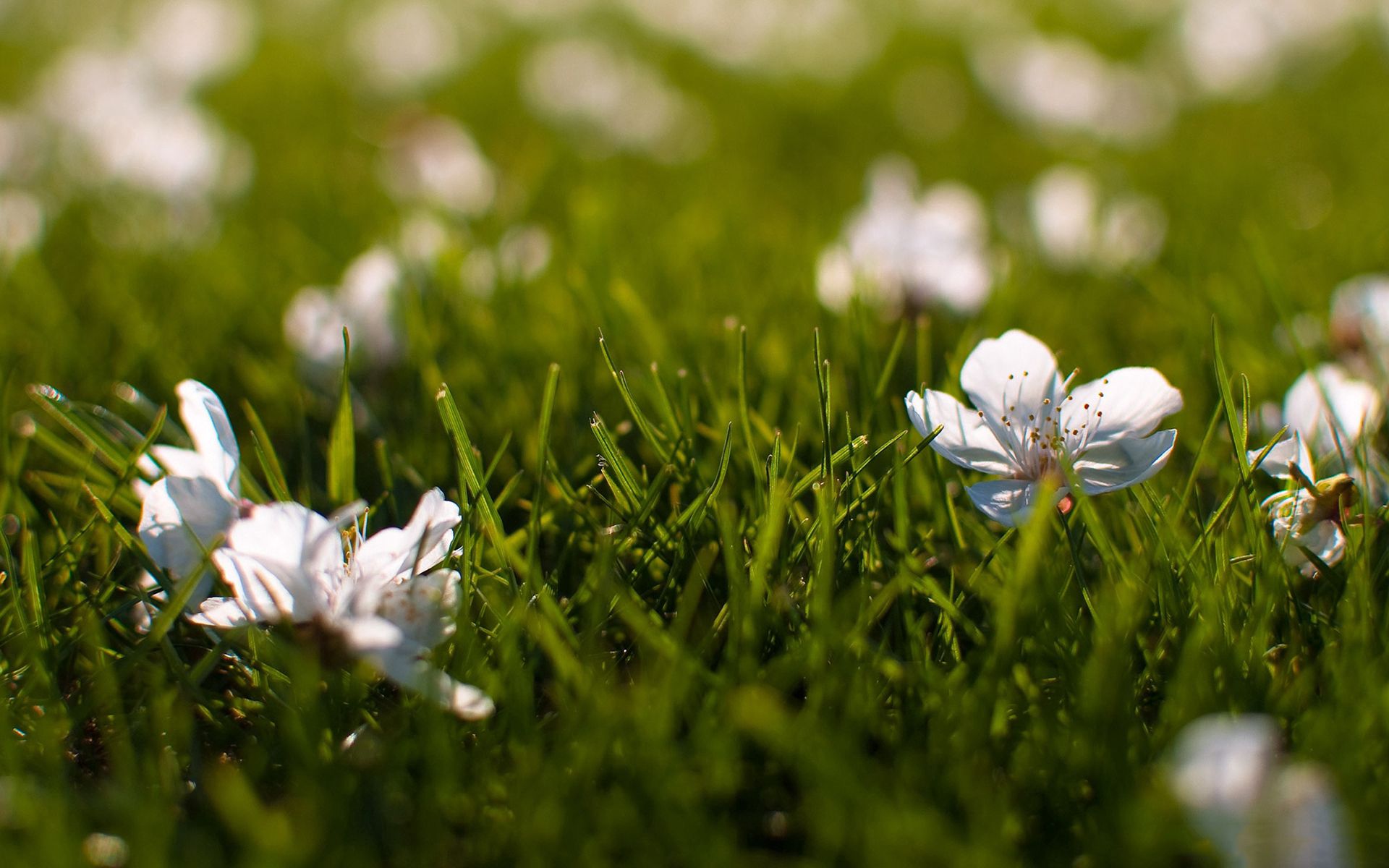 flowers, grass, macro, small wallpapers for tablet