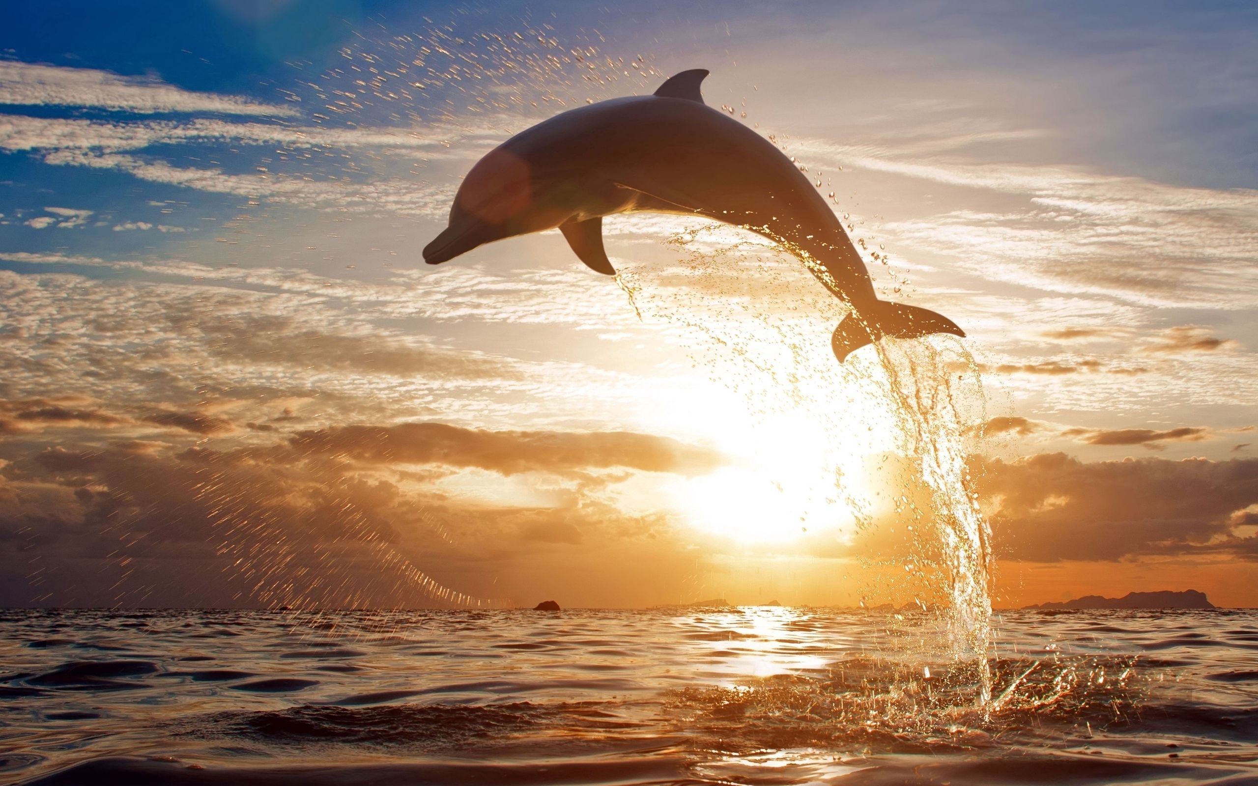 dolphin, bounce, animals, sunset, sea, jump HD wallpaper