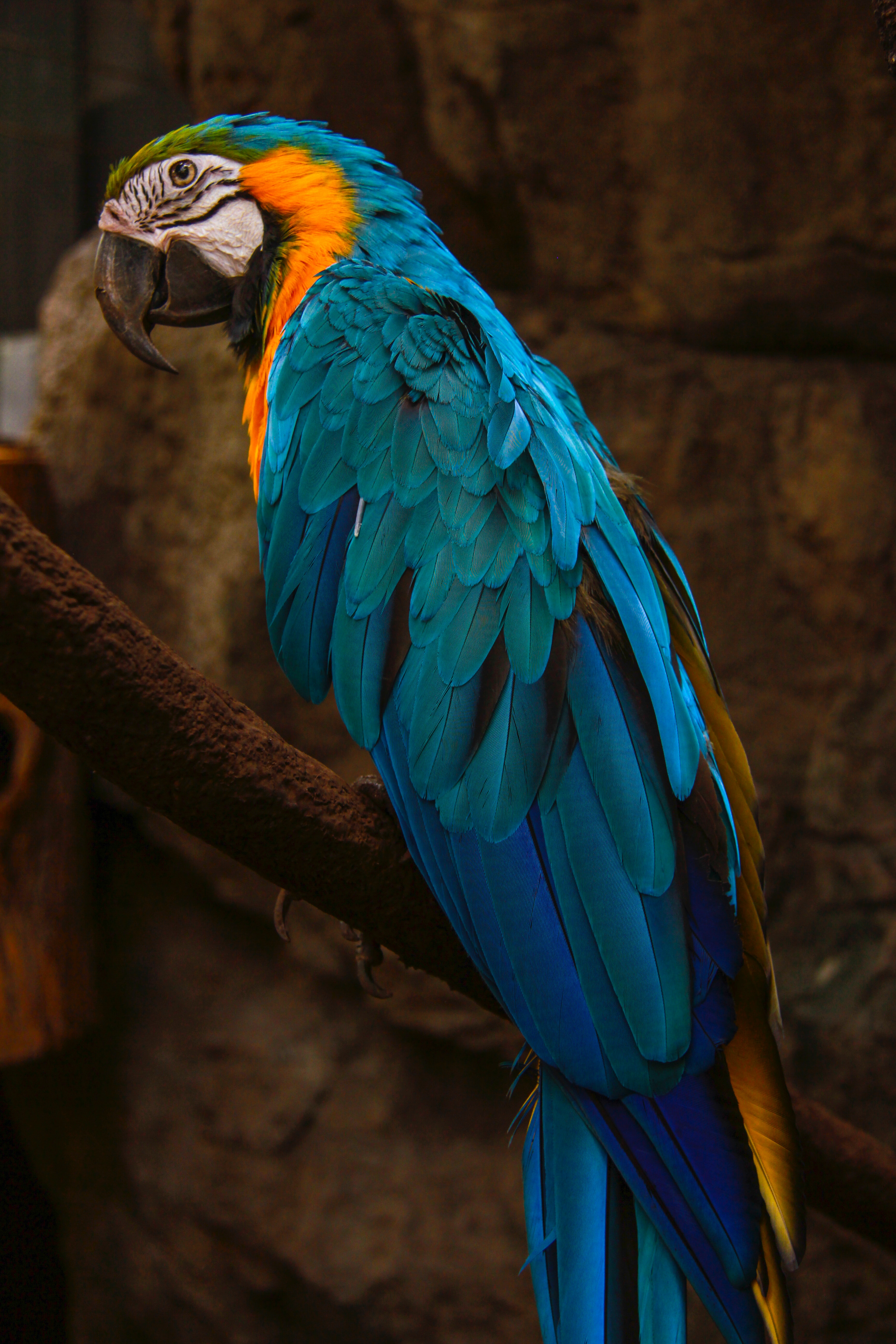 Mobile wallpaper parrots, bird, macaw, animals, blue