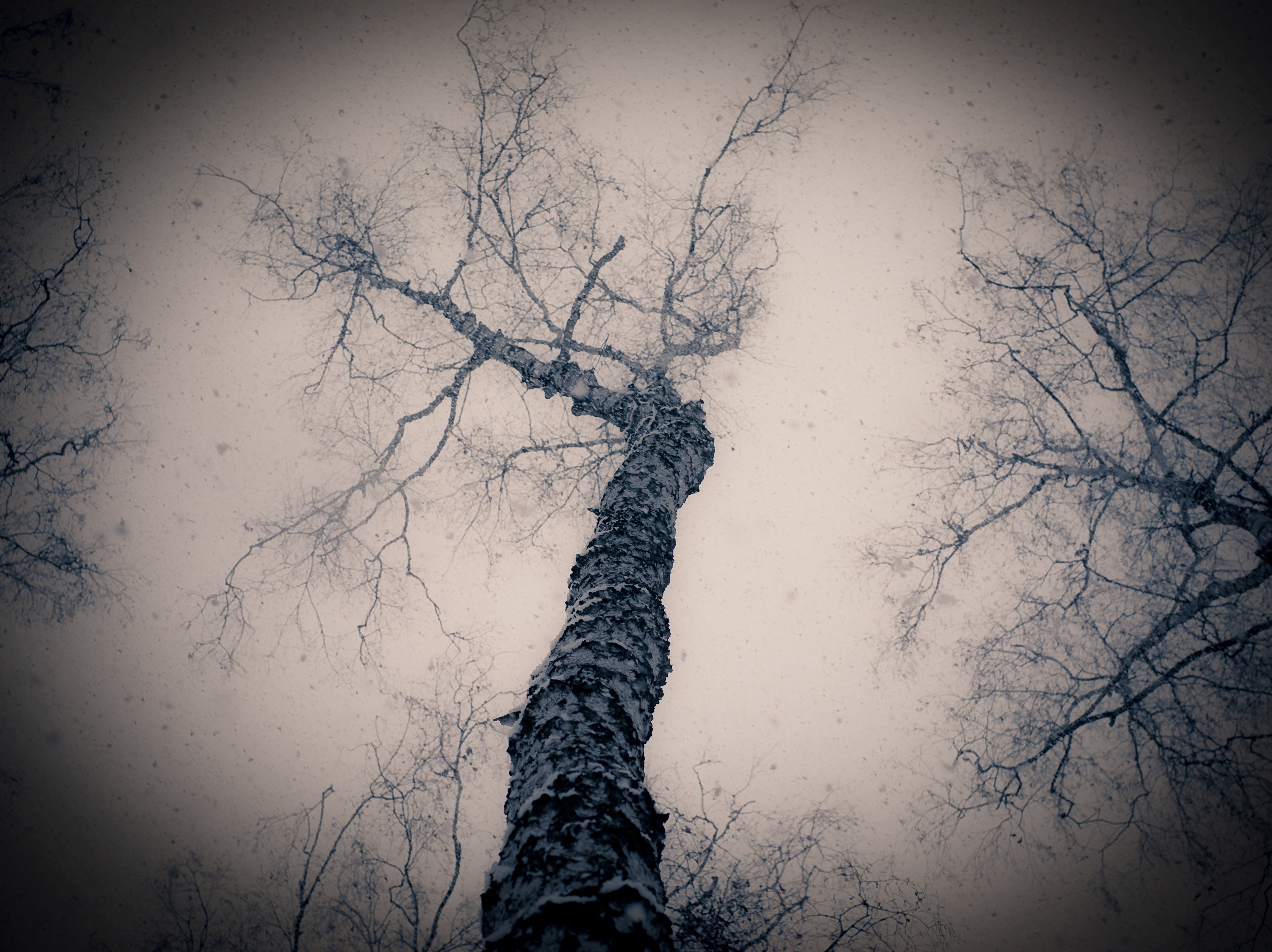 nature, gloomy, wood, tree, branches, branch, from below