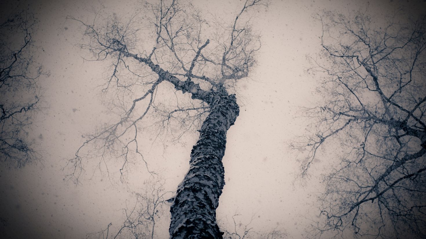 Дерево молчания. Мрачное дерево. Ветви деревьев. Мрачные ветви деревьев. Дерево с темным стволом.