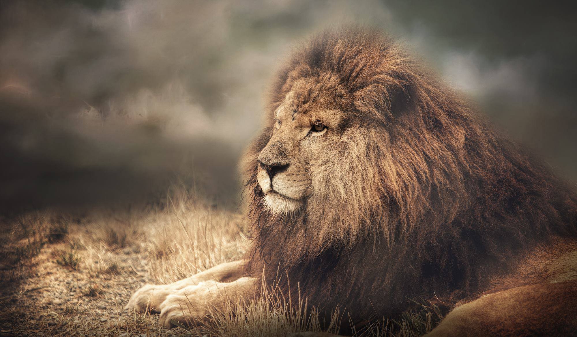 Гордые львы