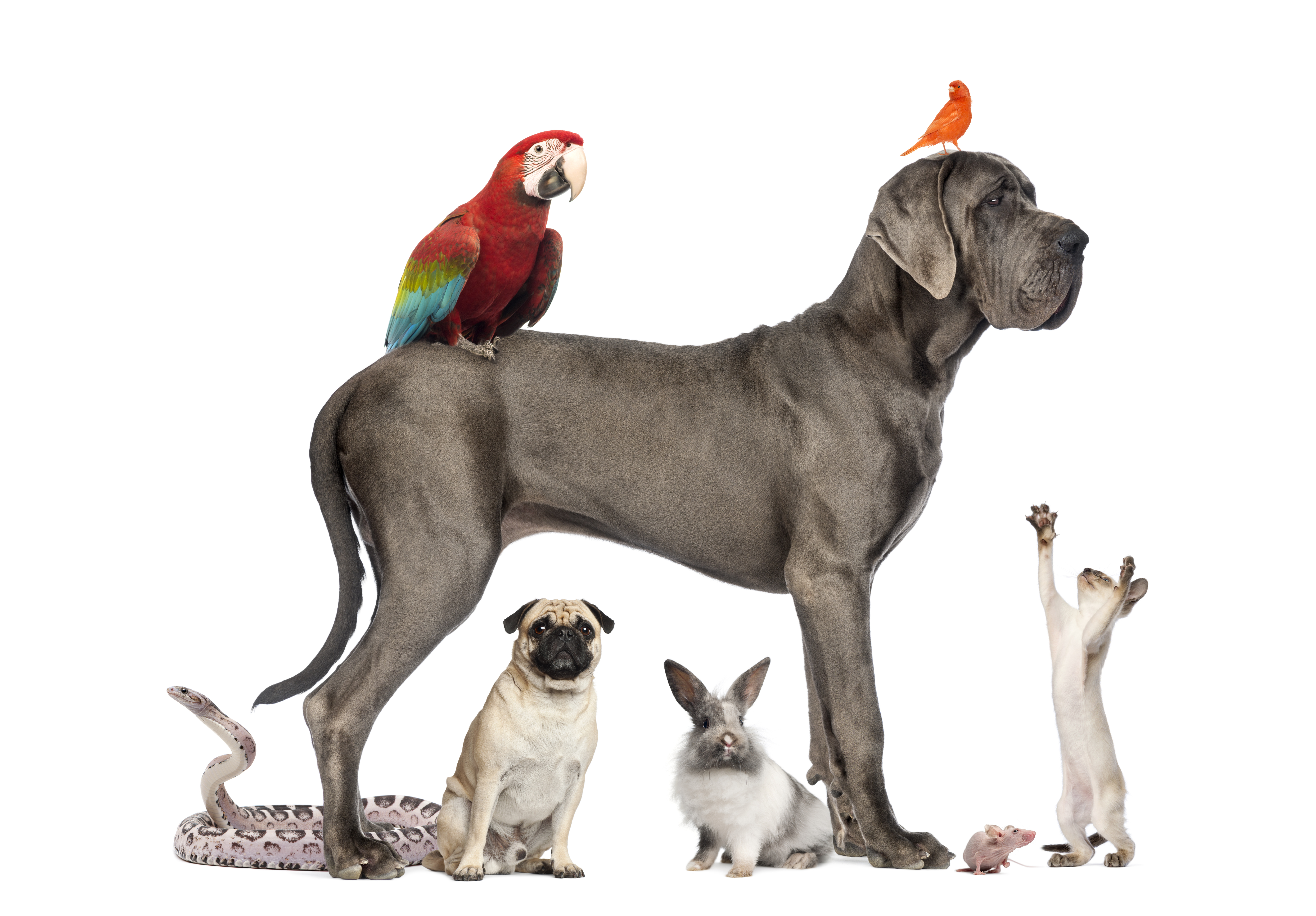 798165 免費下載壁紙 动物, 宠物, 鸟, 猫, 狗, 大丹犬, 金刚鹦鹉, 兔子, 蛇 屏保和圖片