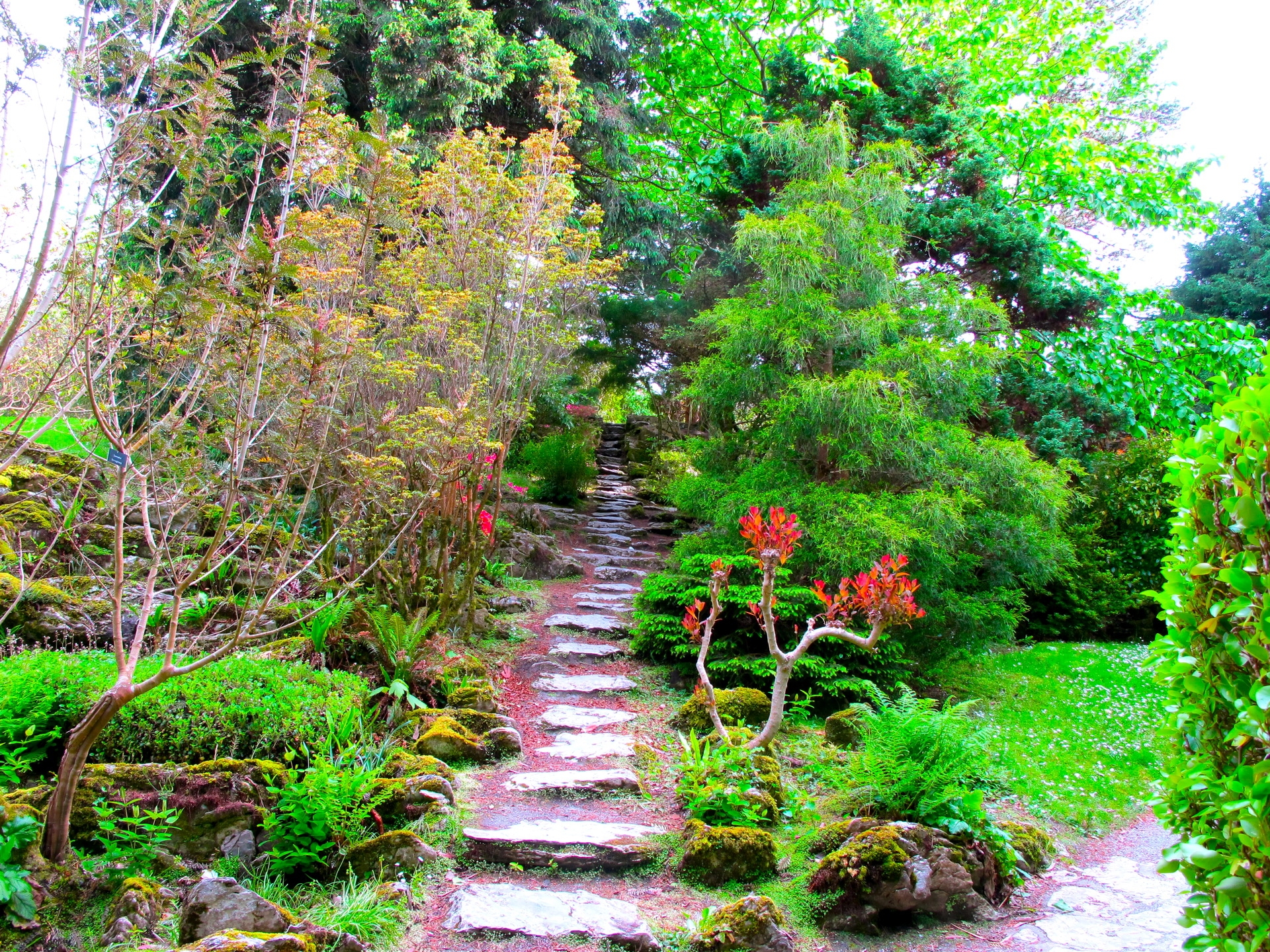 garden, green, nature, trees, branches, vegetation, branch, steps, brightly, track