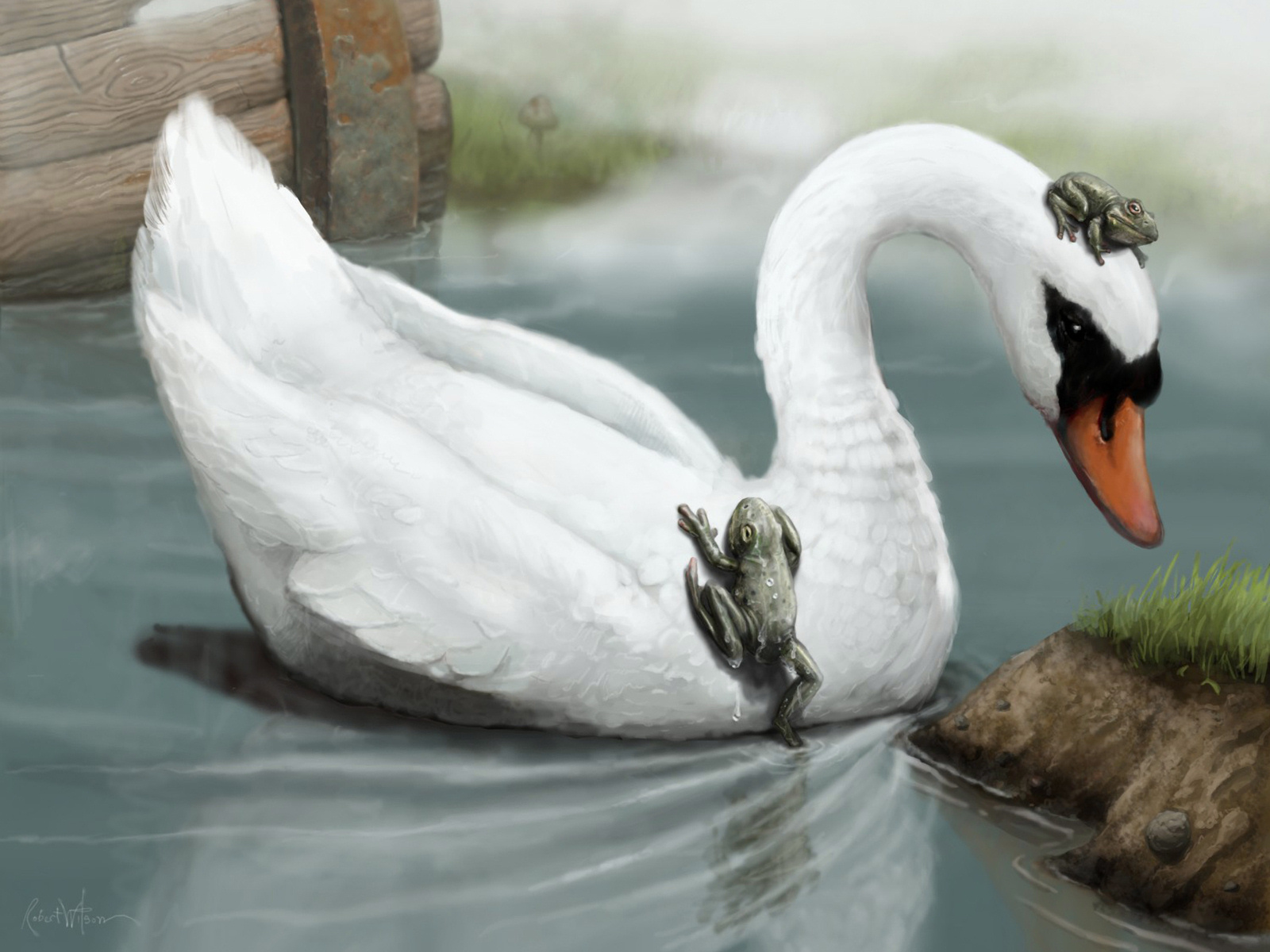 animal, mute swan, birds HD wallpaper