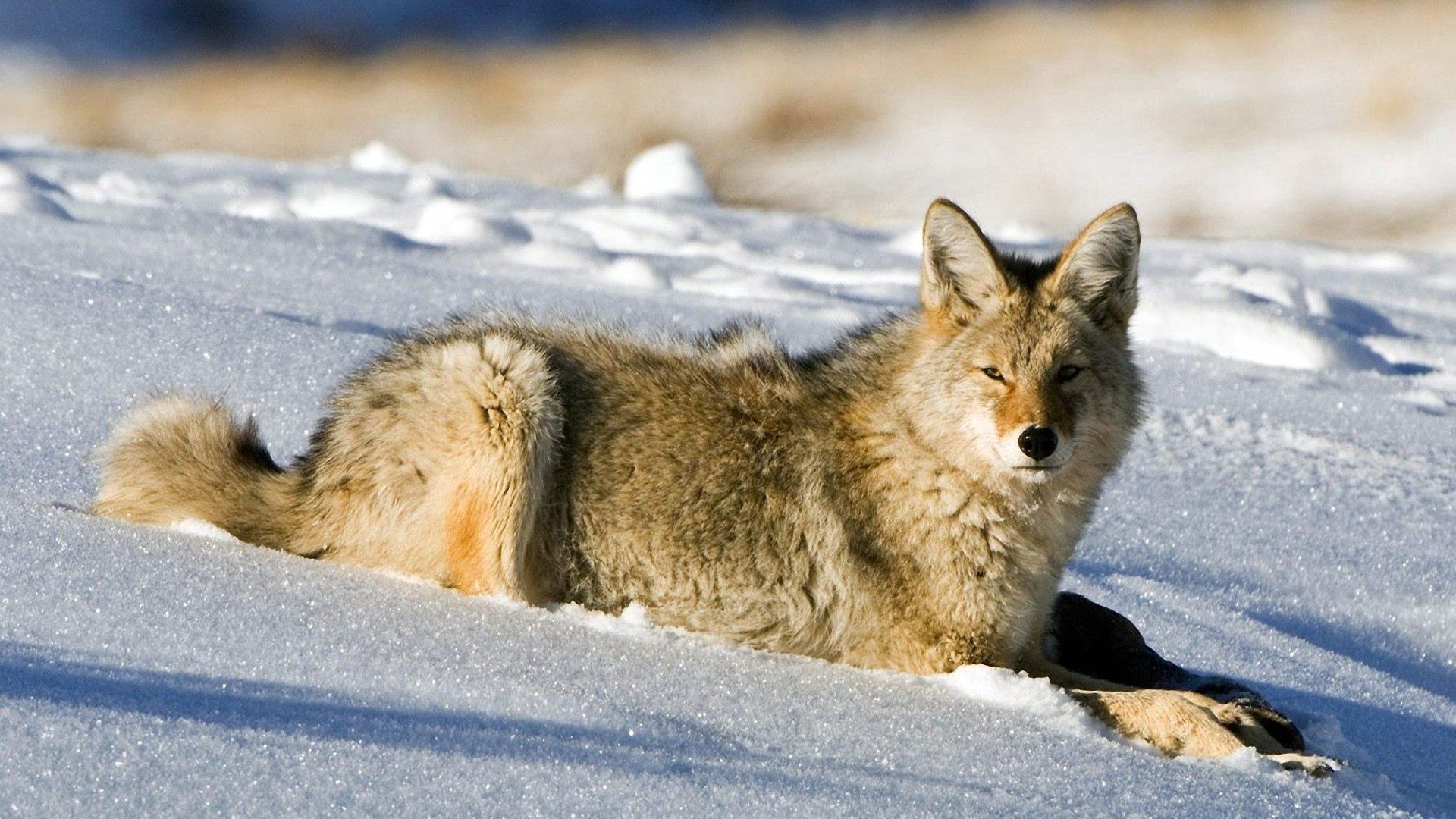 Download mobile wallpaper Snow, Hunt, Animals, Light, Hunting, Fox for free.