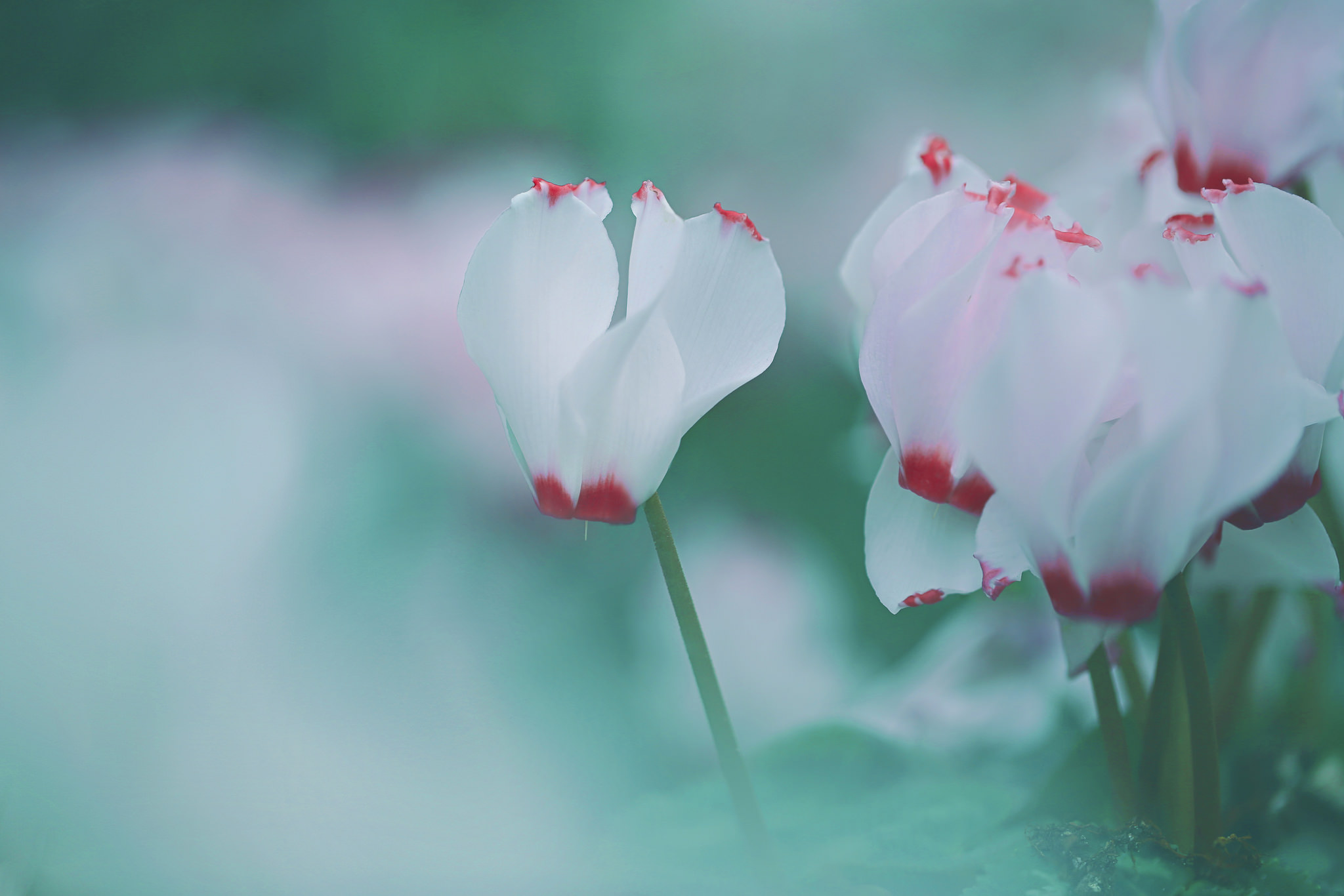 HD Cyclamen Android Images