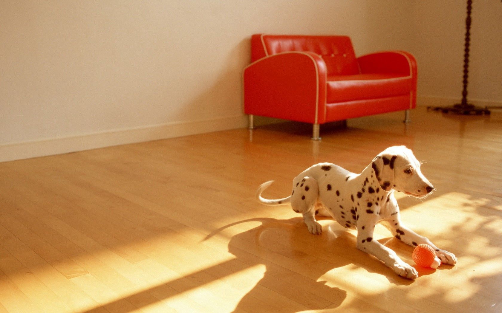 Handy-Wallpaper Tiere, Spielzeug, Hund, Dalmatiner, Fußboden, Boden, Ball, Zimmer kostenlos herunterladen.