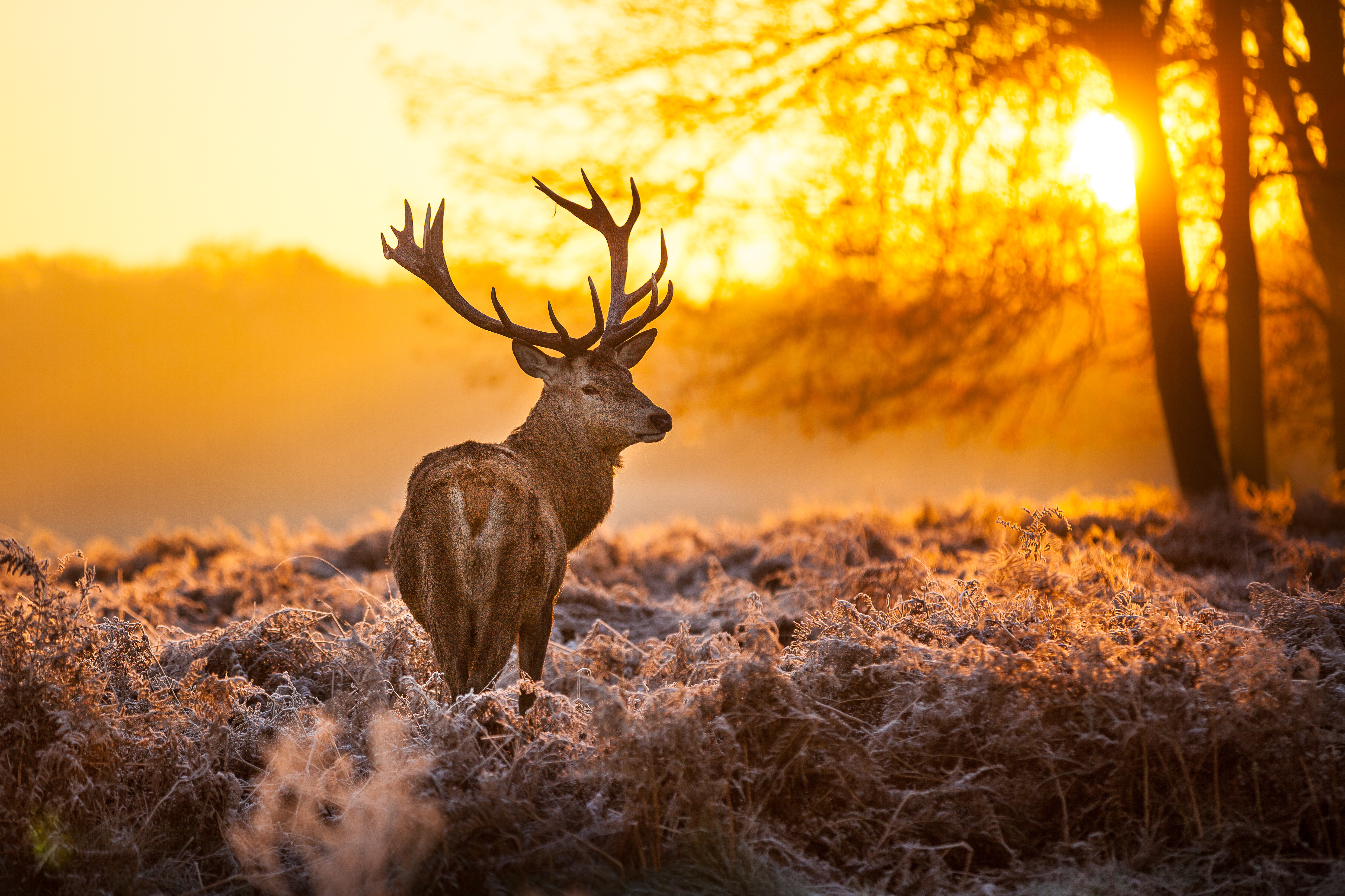 buck, deer, animal, sunset
