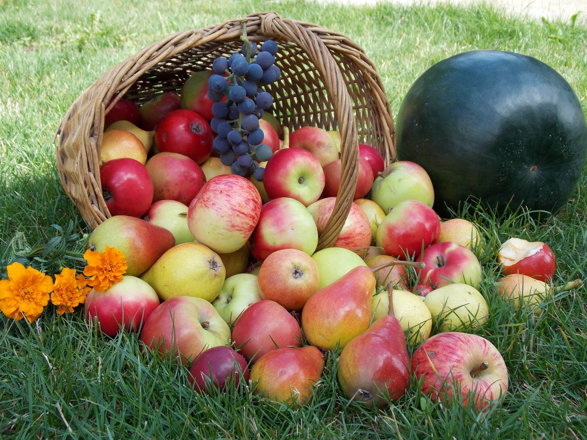 basket, apples, food, grass