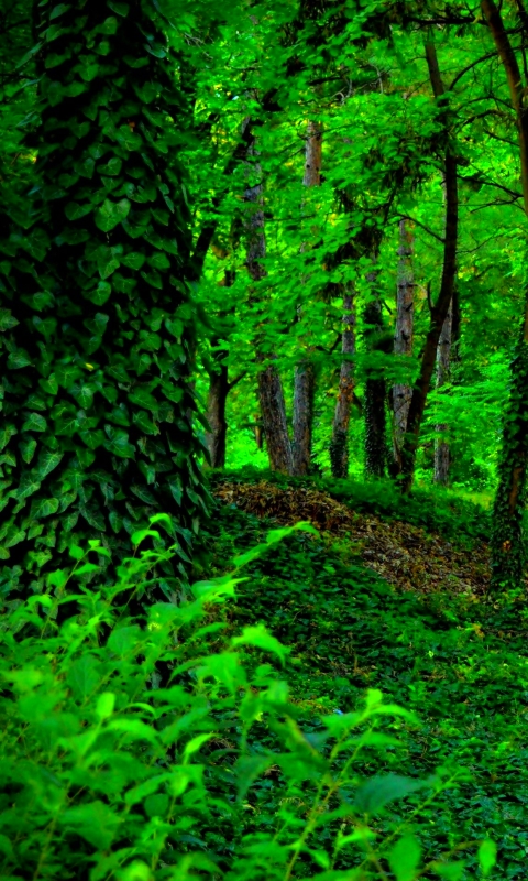 Download mobile wallpaper Forest, Earth, Ivy, Greenery for free.