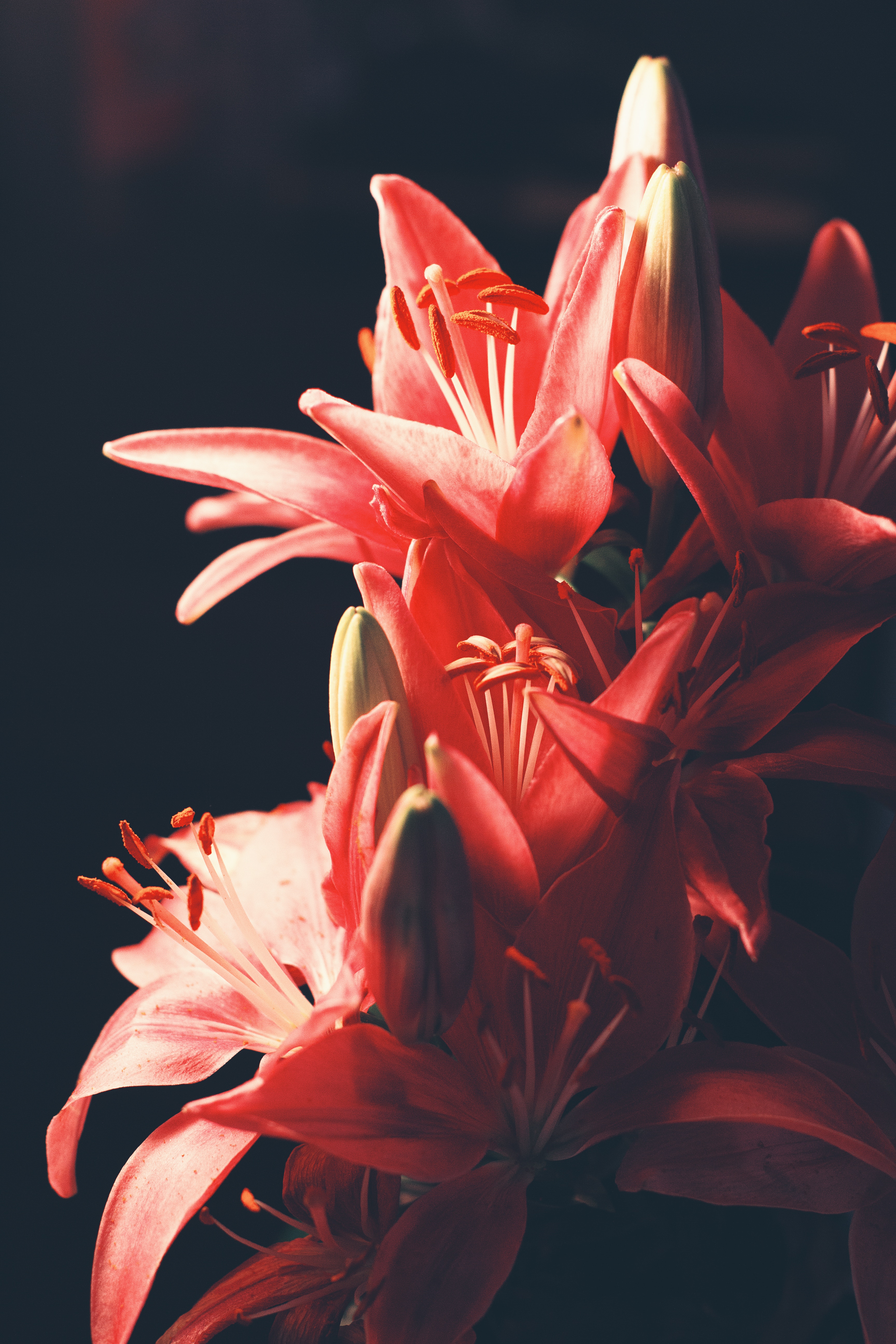 flowers, lilies, blur, smooth, bouquet Desktop home screen Wallpaper