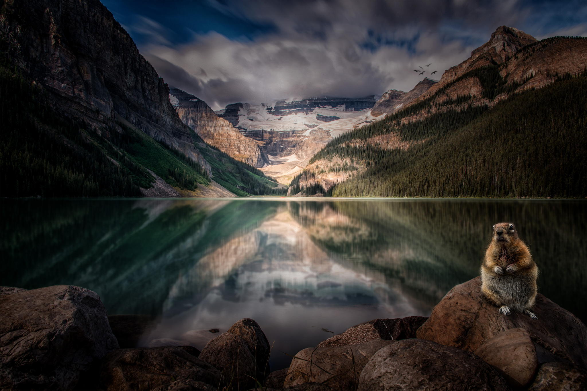 forest, canada, earth, lake louise, alberta, beaver, cliff, lake, mountain, nature, reflection, rodent, lakes