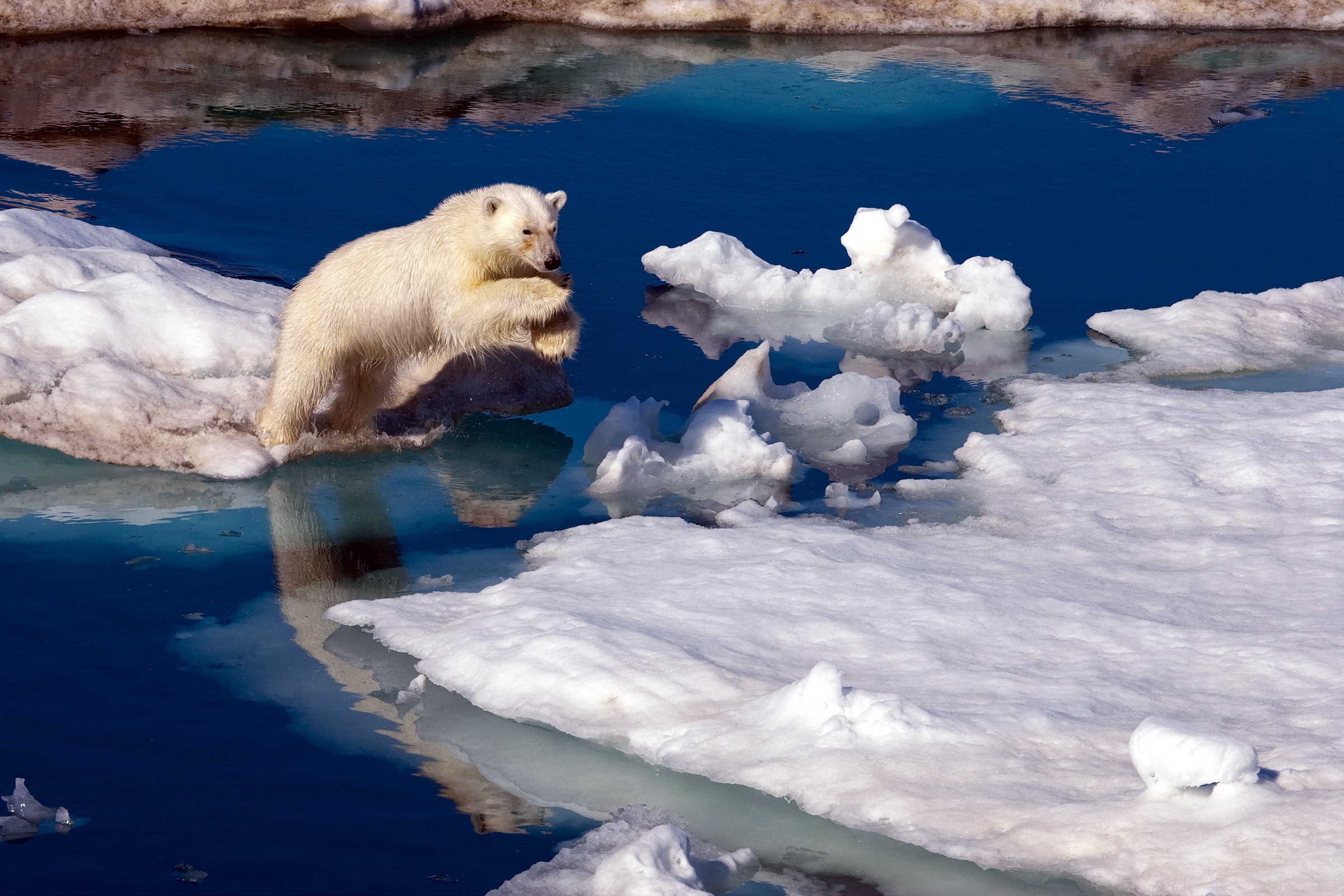Download mobile wallpaper Snow, Animals, Polar Bear, Water, Antarctica for free.
