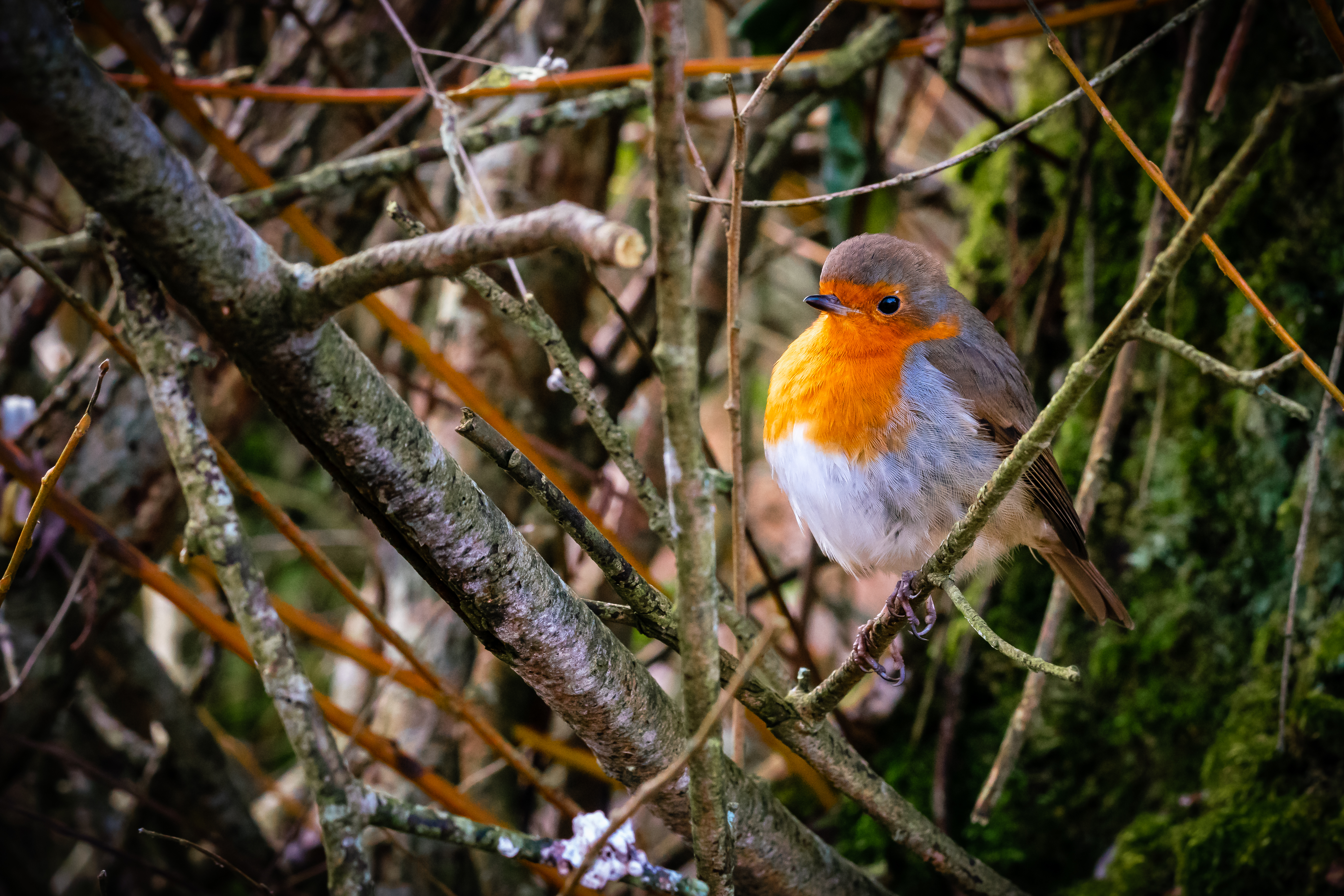 Download mobile wallpaper Robin, Zaryanka, Branches, Animals, Bird, Feather for free.