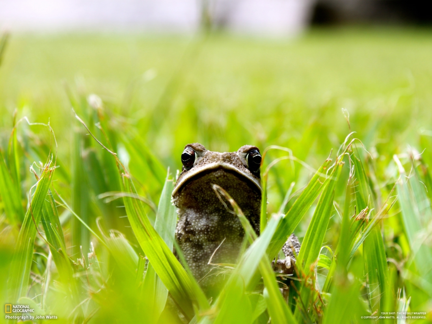 Download mobile wallpaper Grass, Animals, Frogs for free.