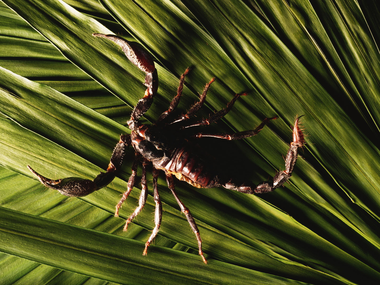 Скорпионы паукообразные