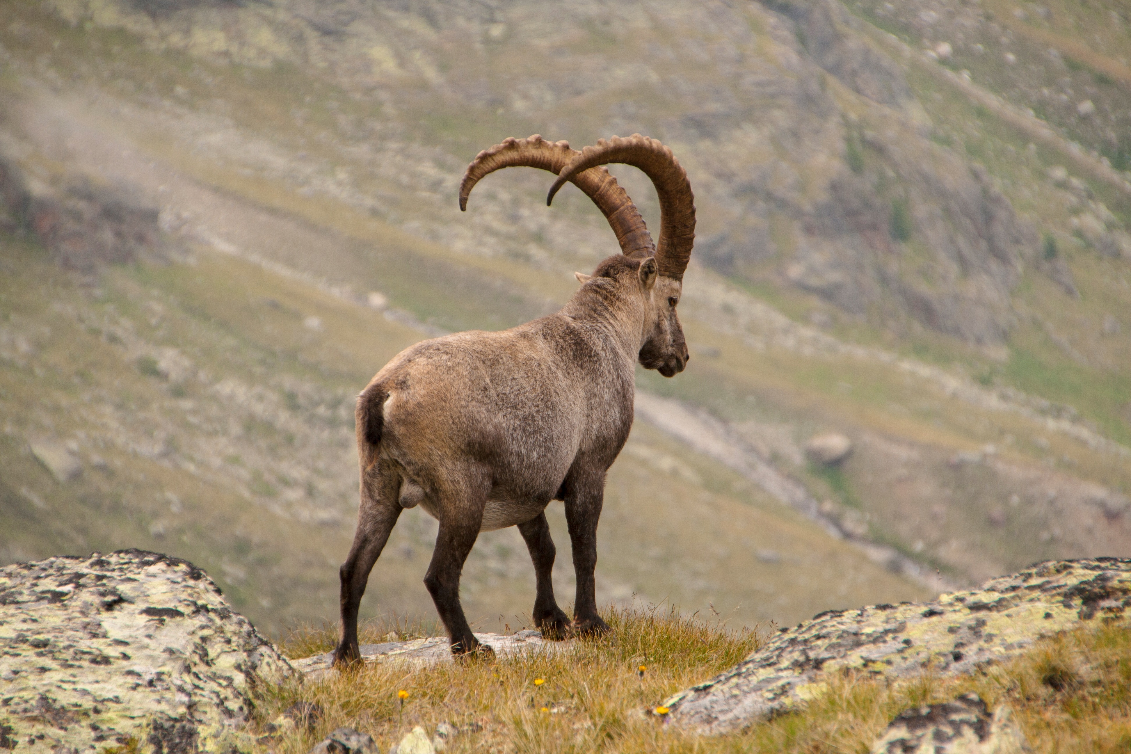 Download mobile wallpaper Alpine Ibex, Alpine Mountain Goat, Horns, Animals, Mountains for free.