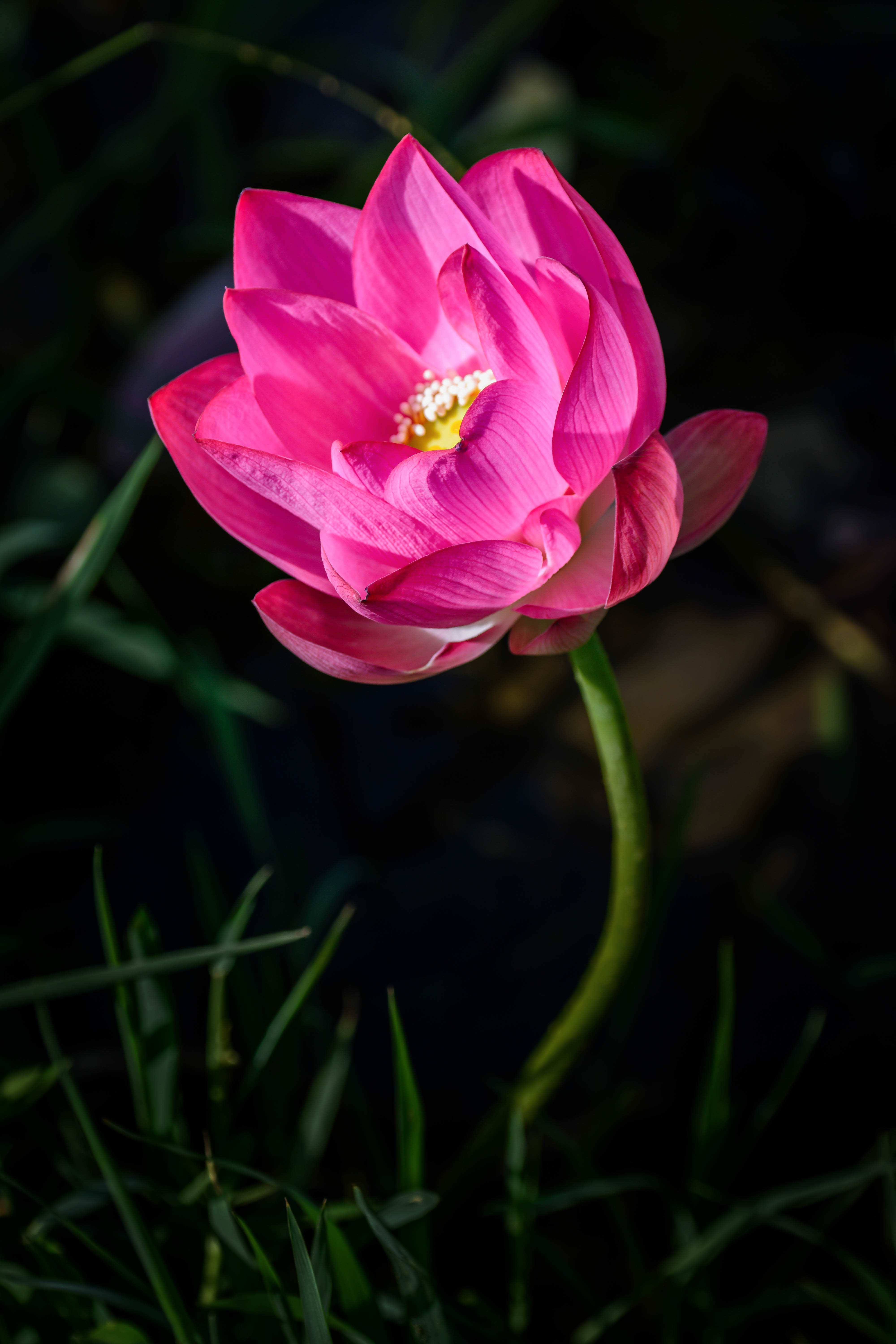 lotus, bud, flower, flowers, pink, petals, blur, smooth Phone Background