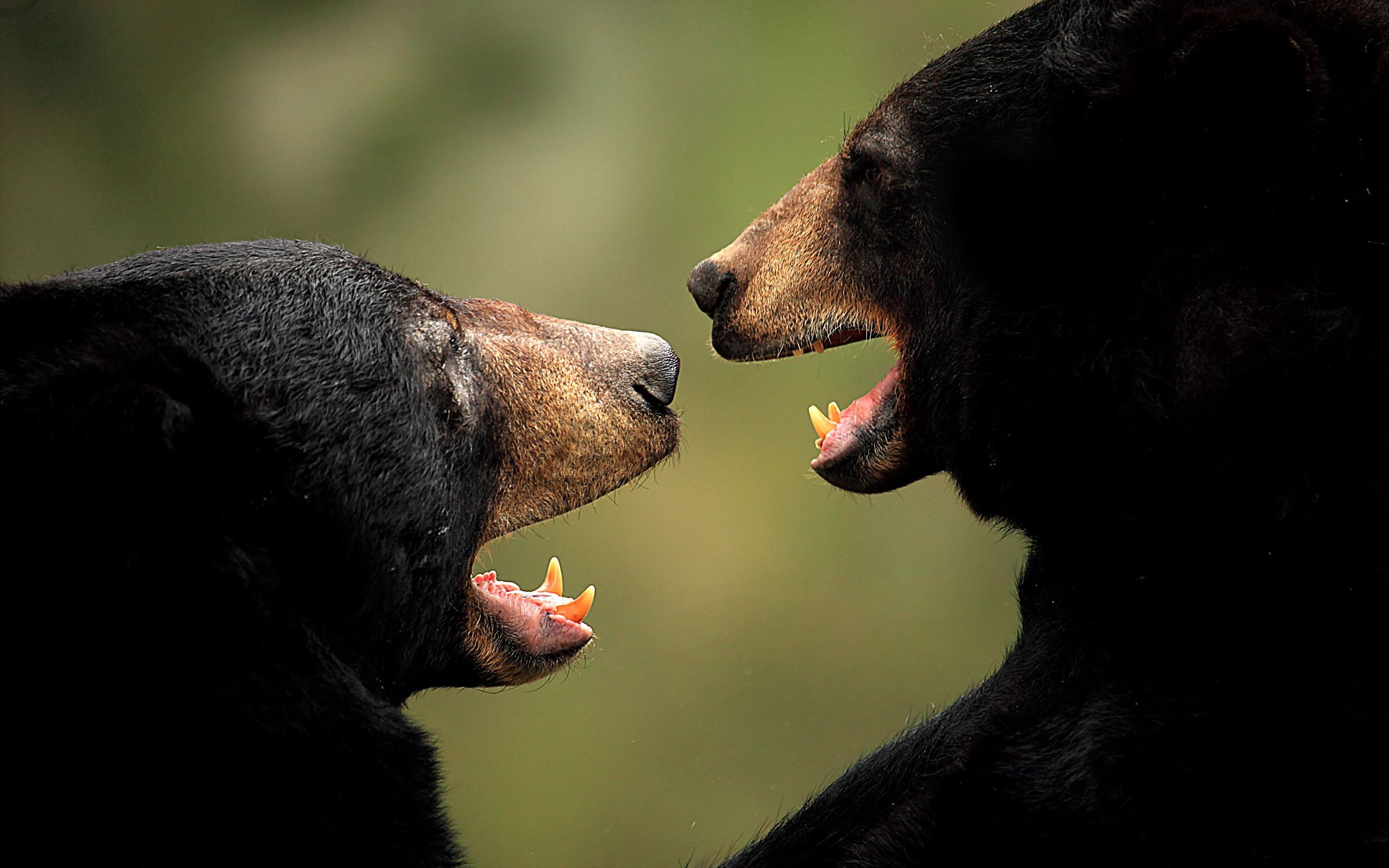 animals, bears, aggression, couple, pair