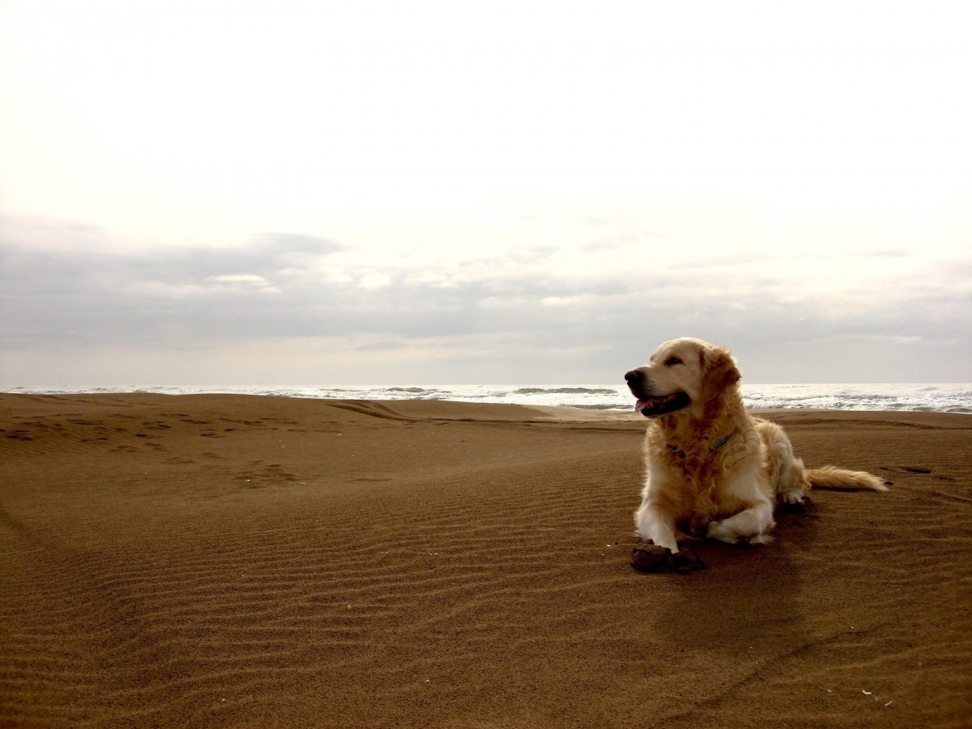 Download mobile wallpaper Animals, Landscape, Dogs, Beach for free.