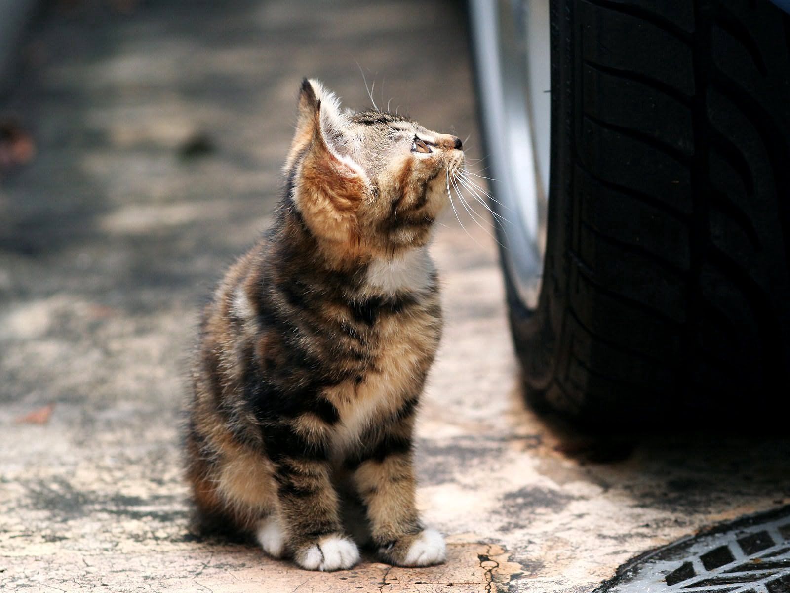 animals, kitty, kitten, muzzle, tire, tyre