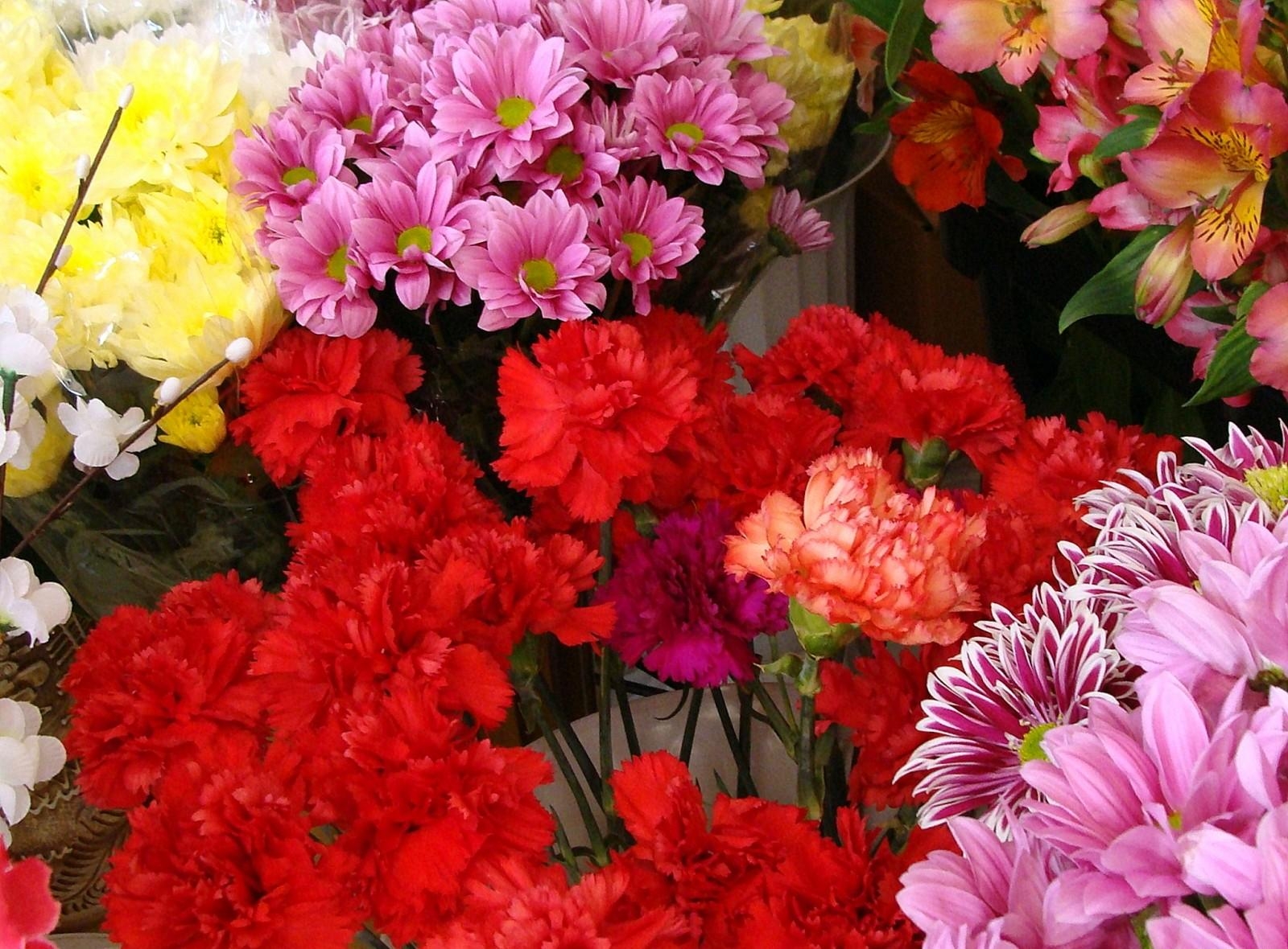 Handy-Wallpaper Blumen, Alstroemerien, Alstroemeria, Zähler, Chrysantheme, Nelken kostenlos herunterladen.
