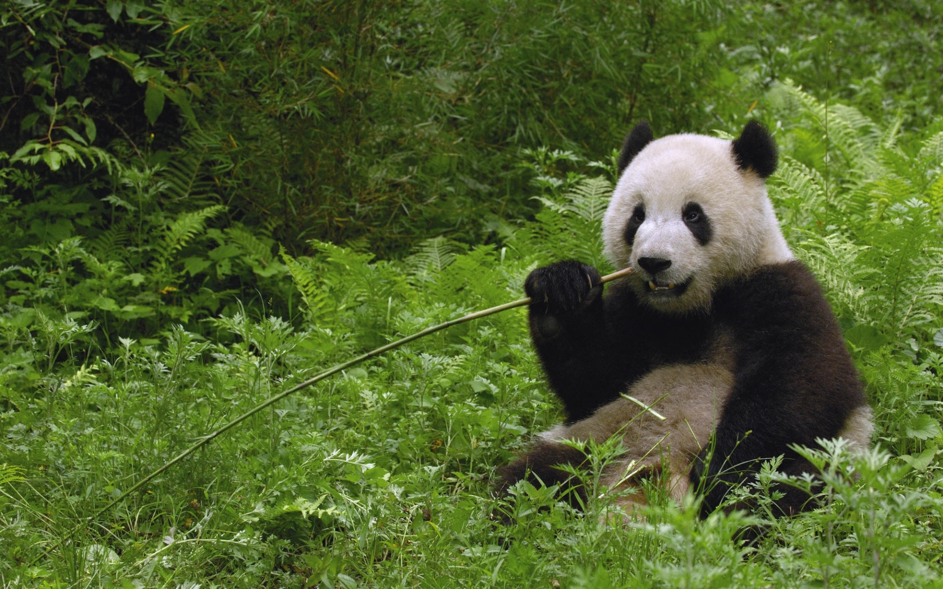 animals, grass, bears, pandas, green cell phone wallpapers