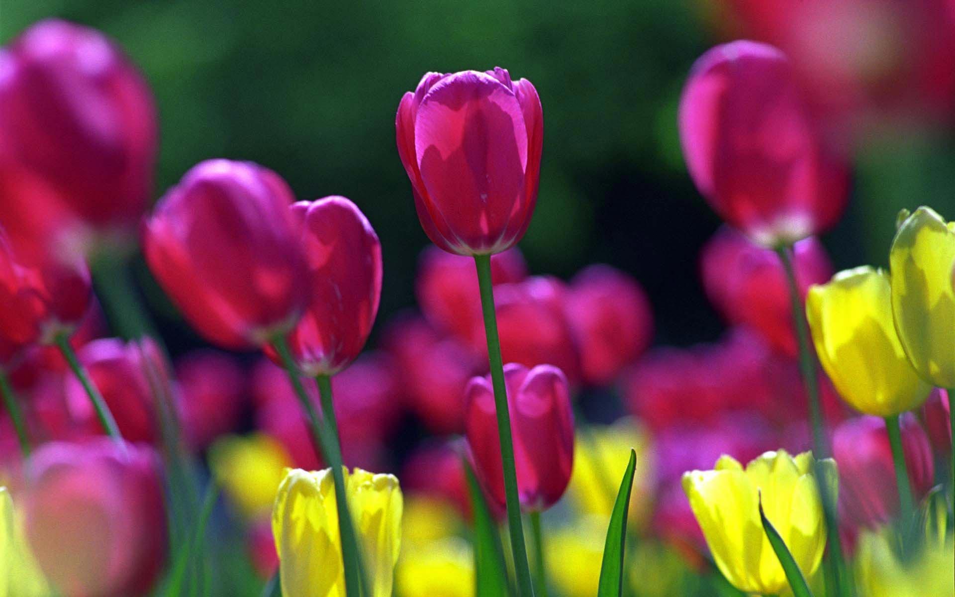 38588 descargar fondo de pantalla plantas, flores, tulipanes: protectores de pantalla e imágenes gratis