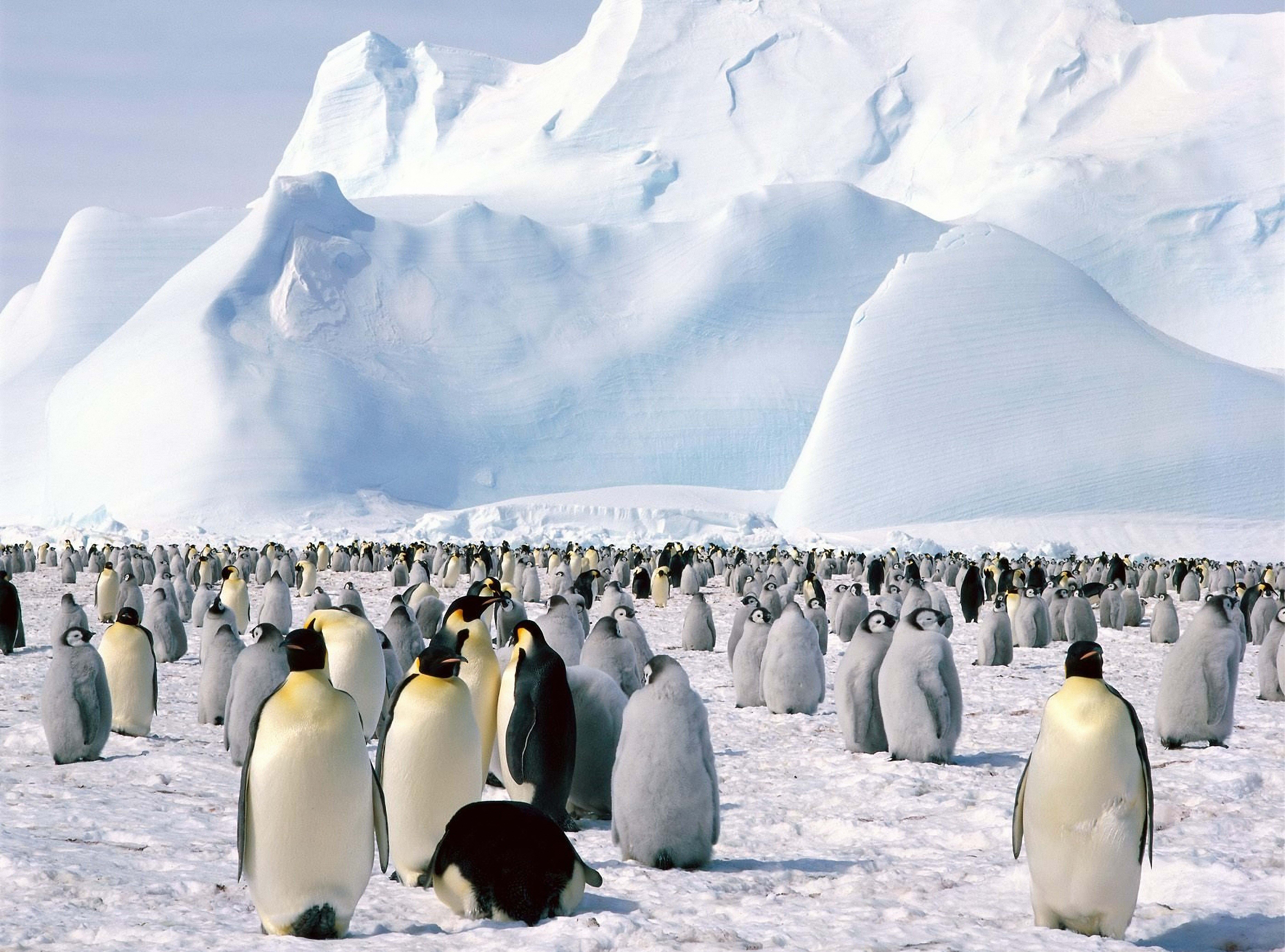 117874 descargar fondo de pantalla animales, pingüinos, nieve, montaña, rebaño, norte: protectores de pantalla e imágenes gratis