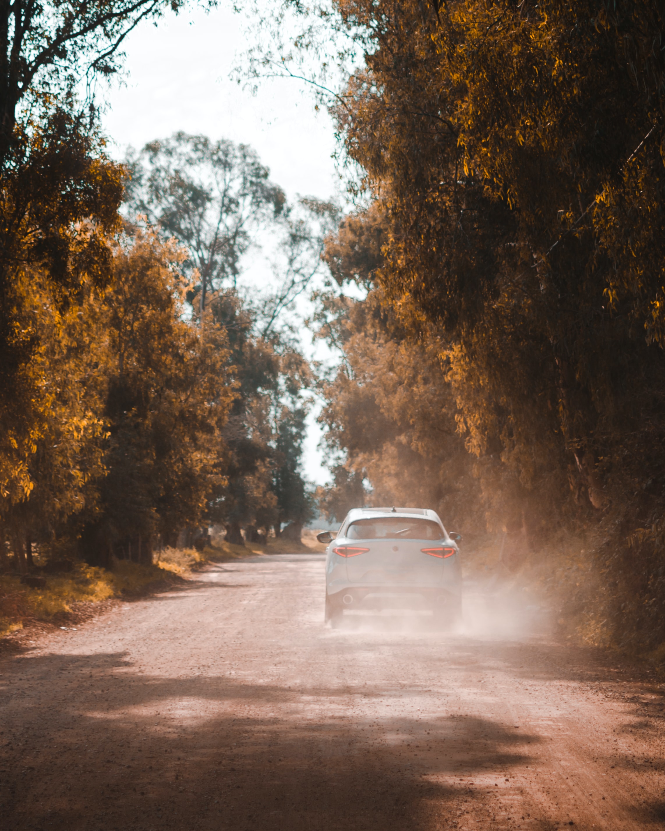 cars, white, road, car, dust HD wallpaper