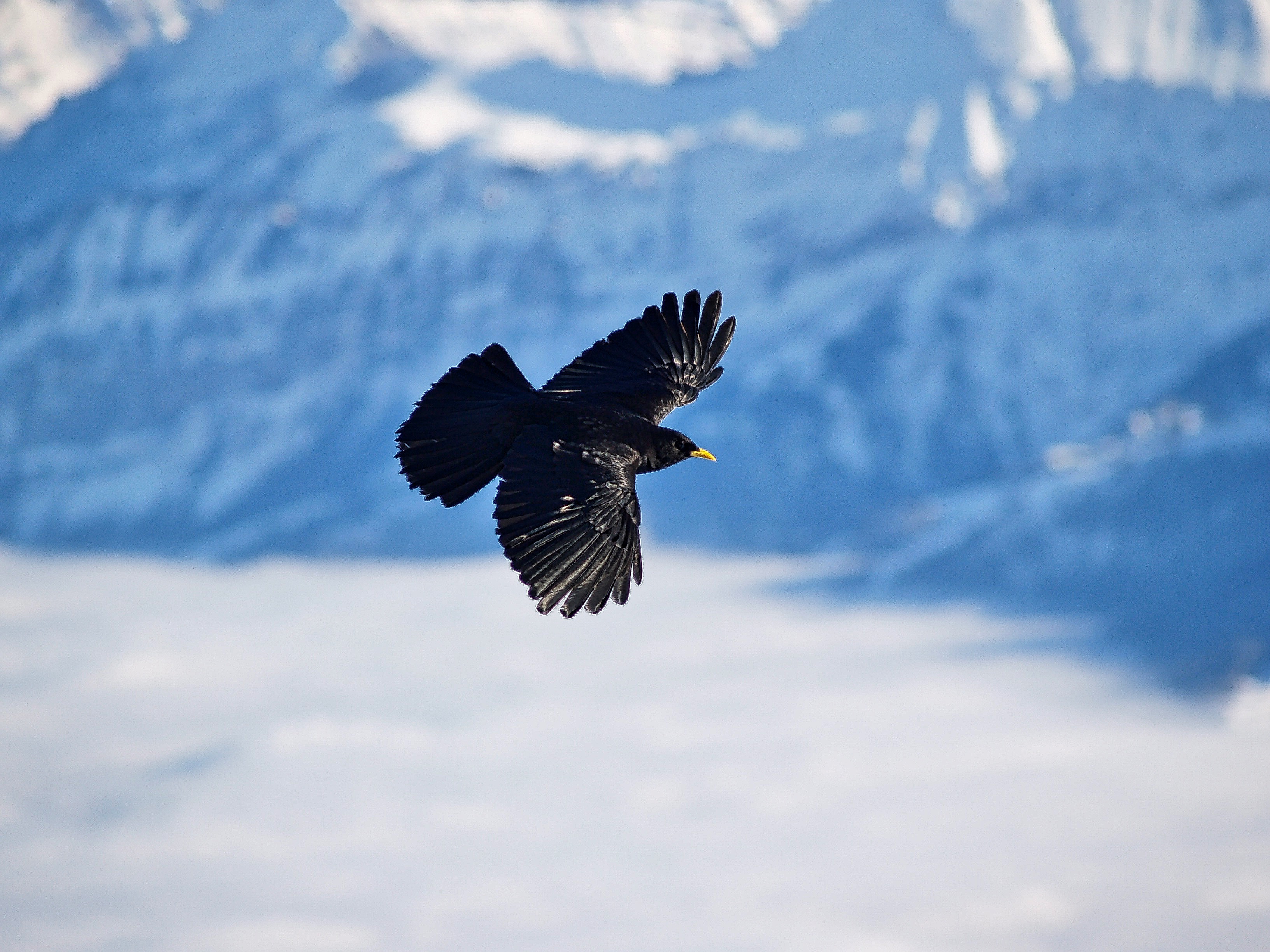 Ворона хищная птица. Альпийская Галка на Эльбрусе. Альпийская Галка птица. Птица в полете. Птицы в горах.