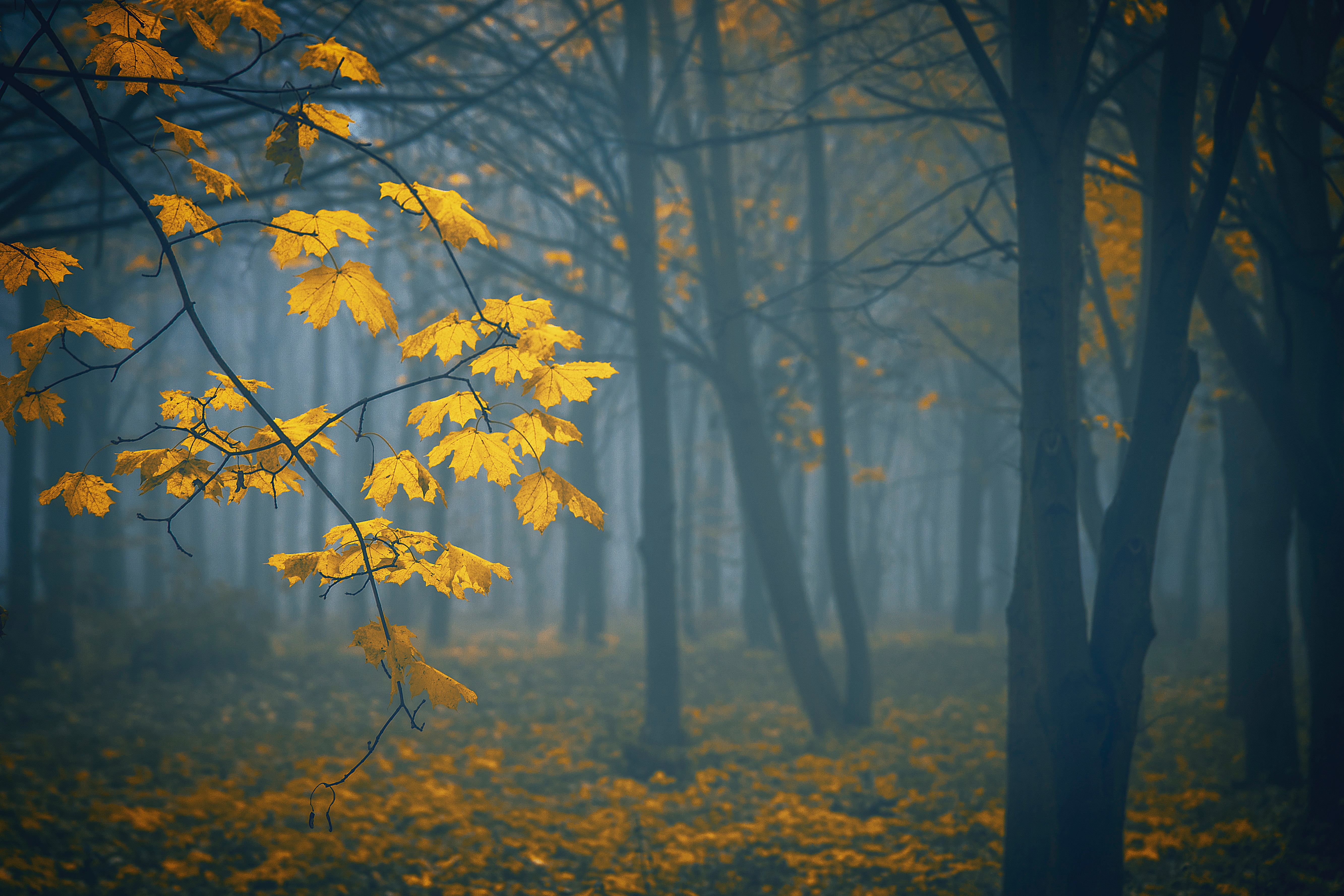 122635 descargar imagen naturaleza, árboles, otoño, hojas, niebla: fondos de pantalla y protectores de pantalla gratis