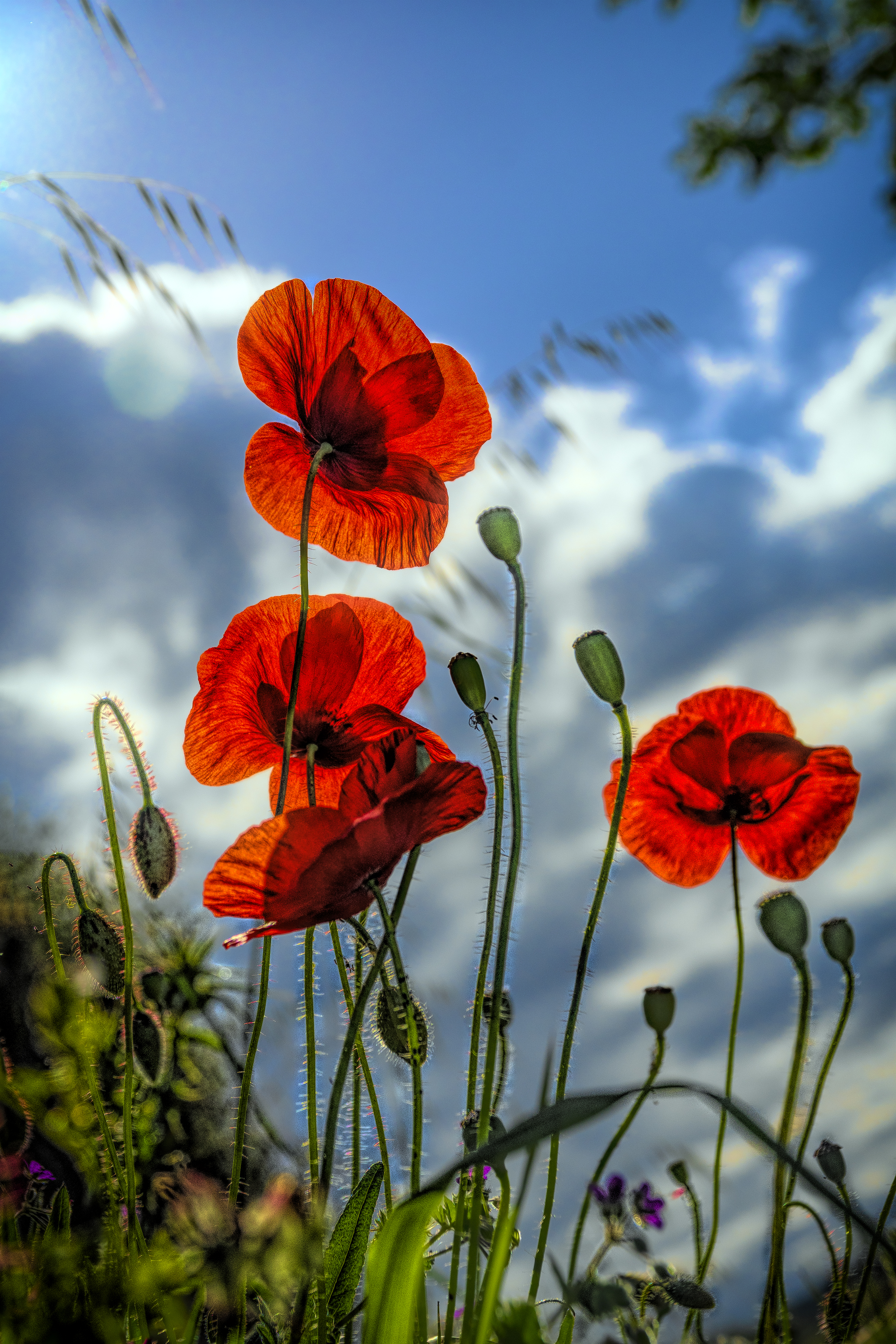 Poppies HD Mobile